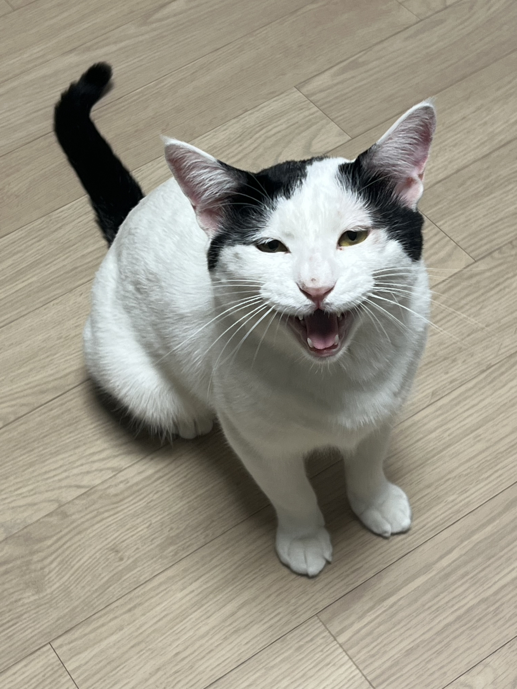 [입양홍보]-집샤-없냐-집샤👀-초개냥이-억울이의-집사-찾아요!-21-이미지