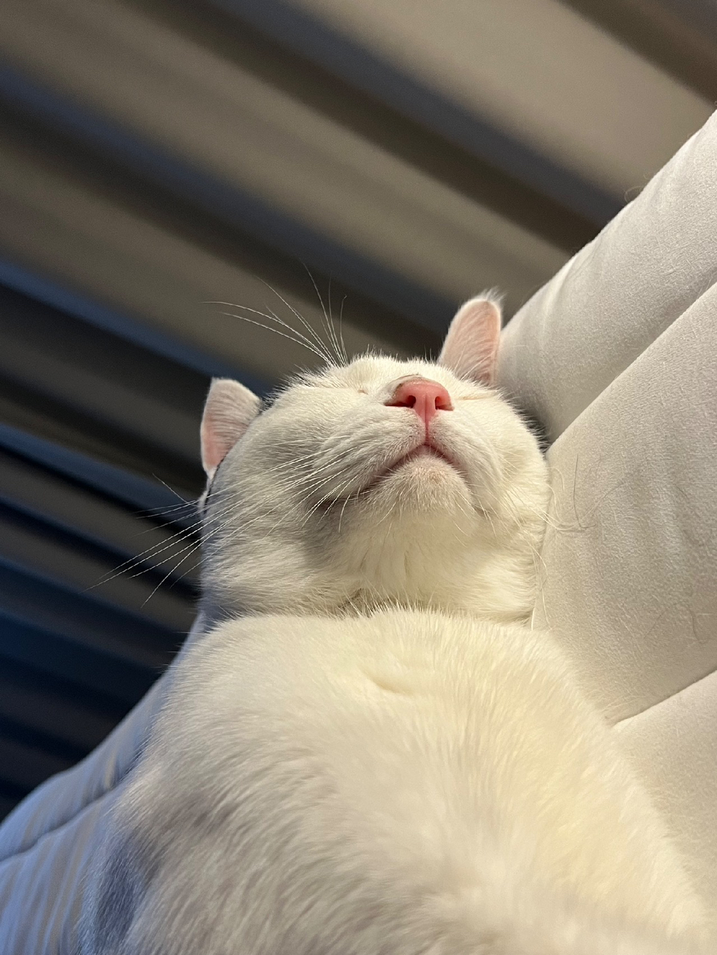 [입양홍보]-집샤-없냐-집샤👀-초개냥이-억울이의-집사-찾아요!-1-이미지