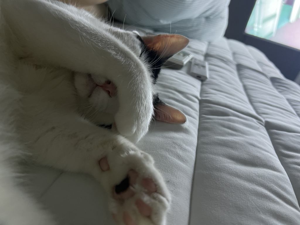 [입양홍보]-집샤-없냐-집샤👀-초개냥이-억울이의-집사-찾아요!-2-이미지