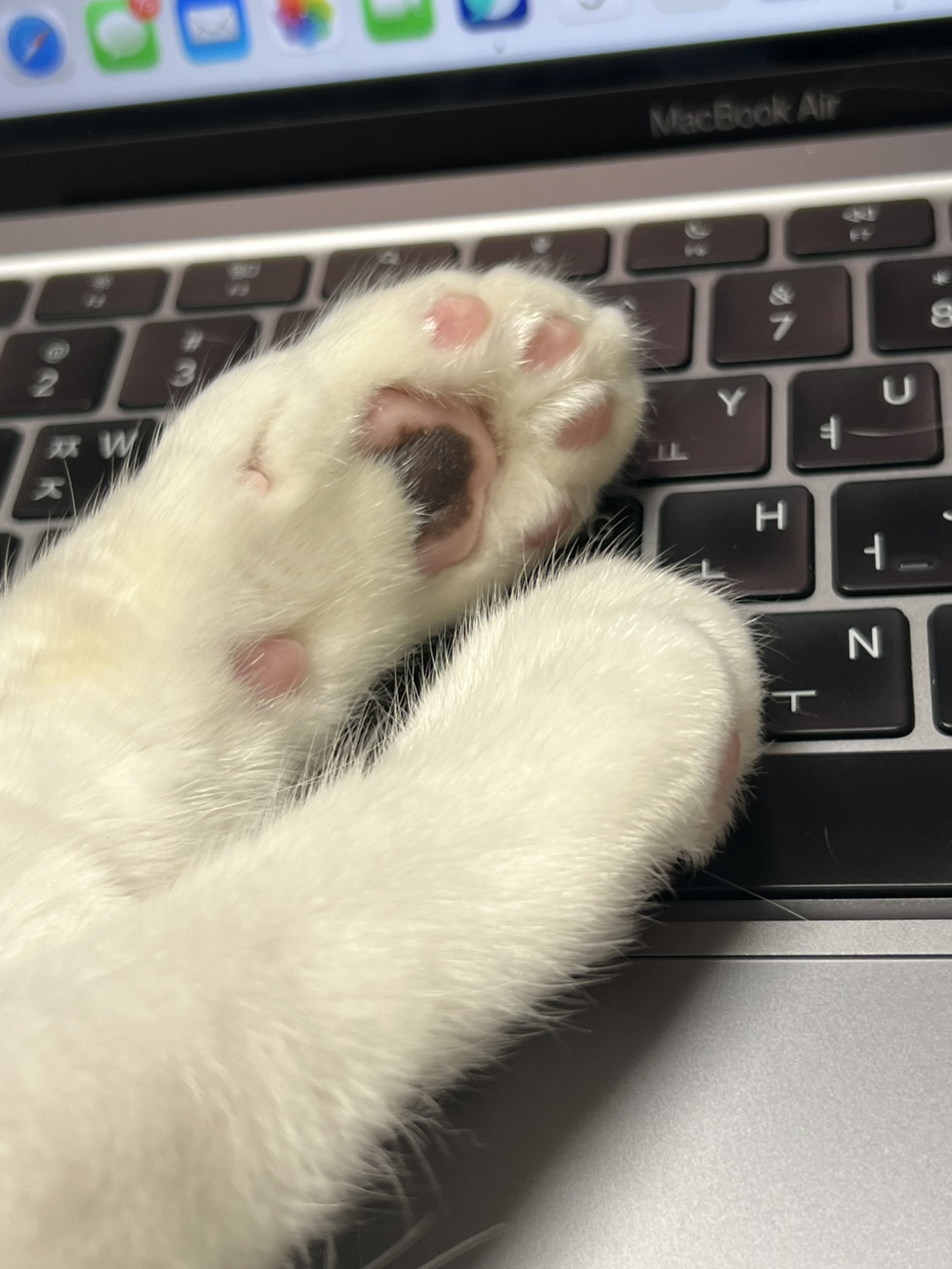 [입양홍보]-집샤-없냐-집샤👀-초개냥이-억울이의-집사-찾아요!-28-이미지