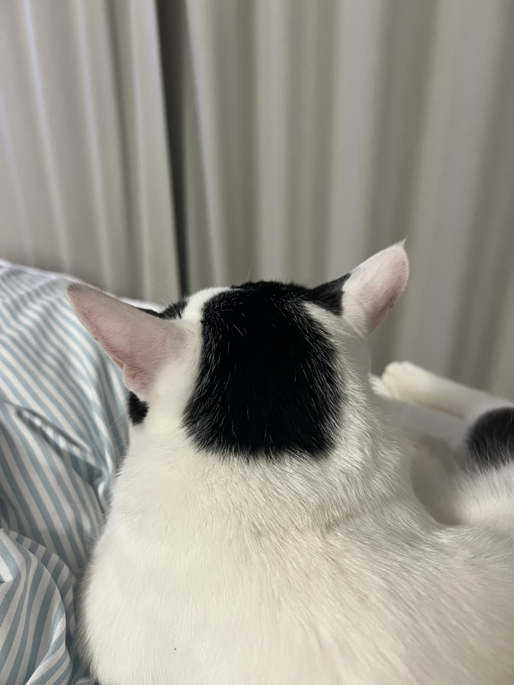 [입양홍보]-집샤-없냐-집샤👀-초개냥이-억울이의-집사-찾아요!-36-이미지