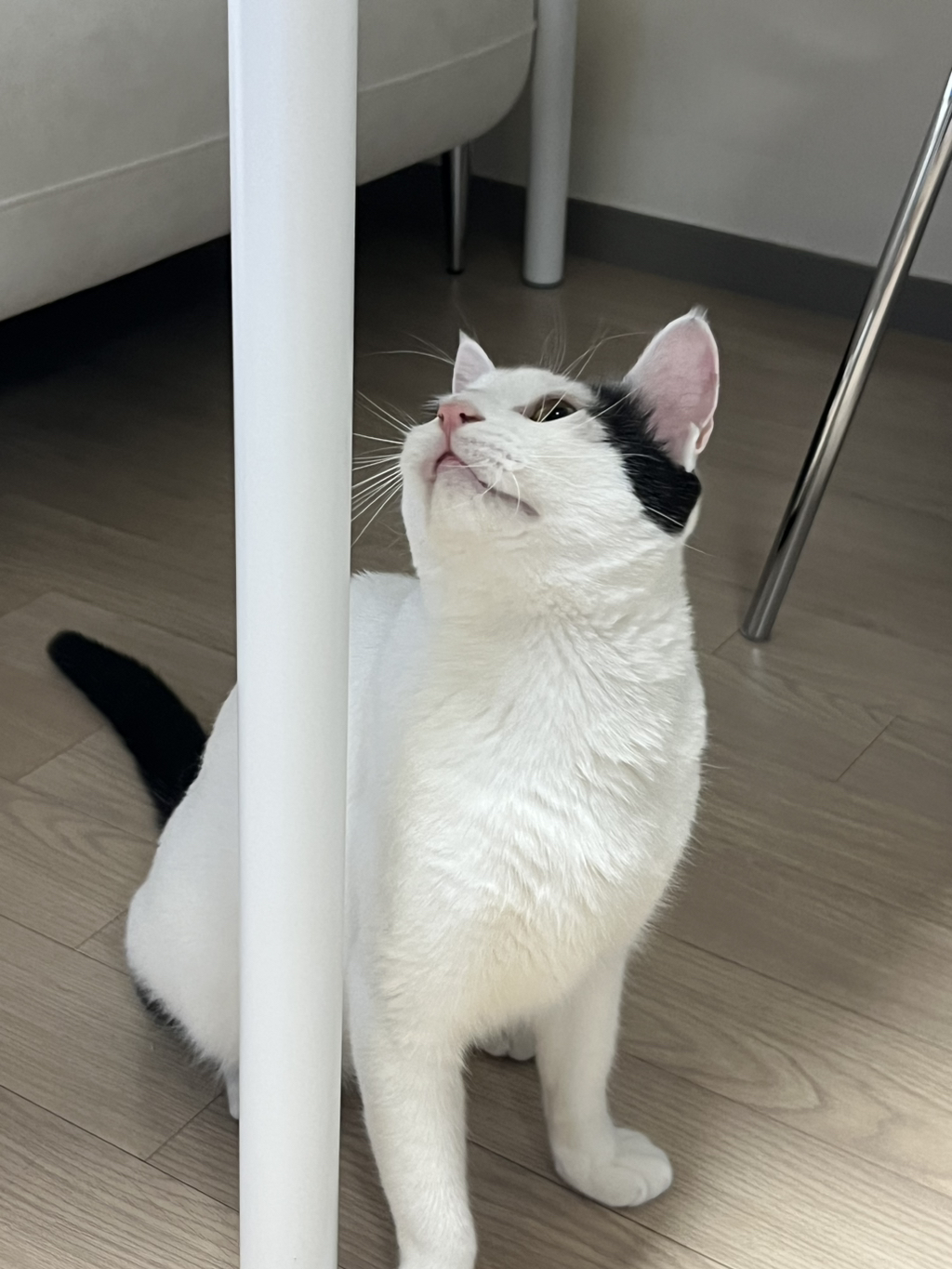 [입양홍보]-집샤-없냐-집샤👀-초개냥이-억울이의-집사-찾아요!-8-이미지
