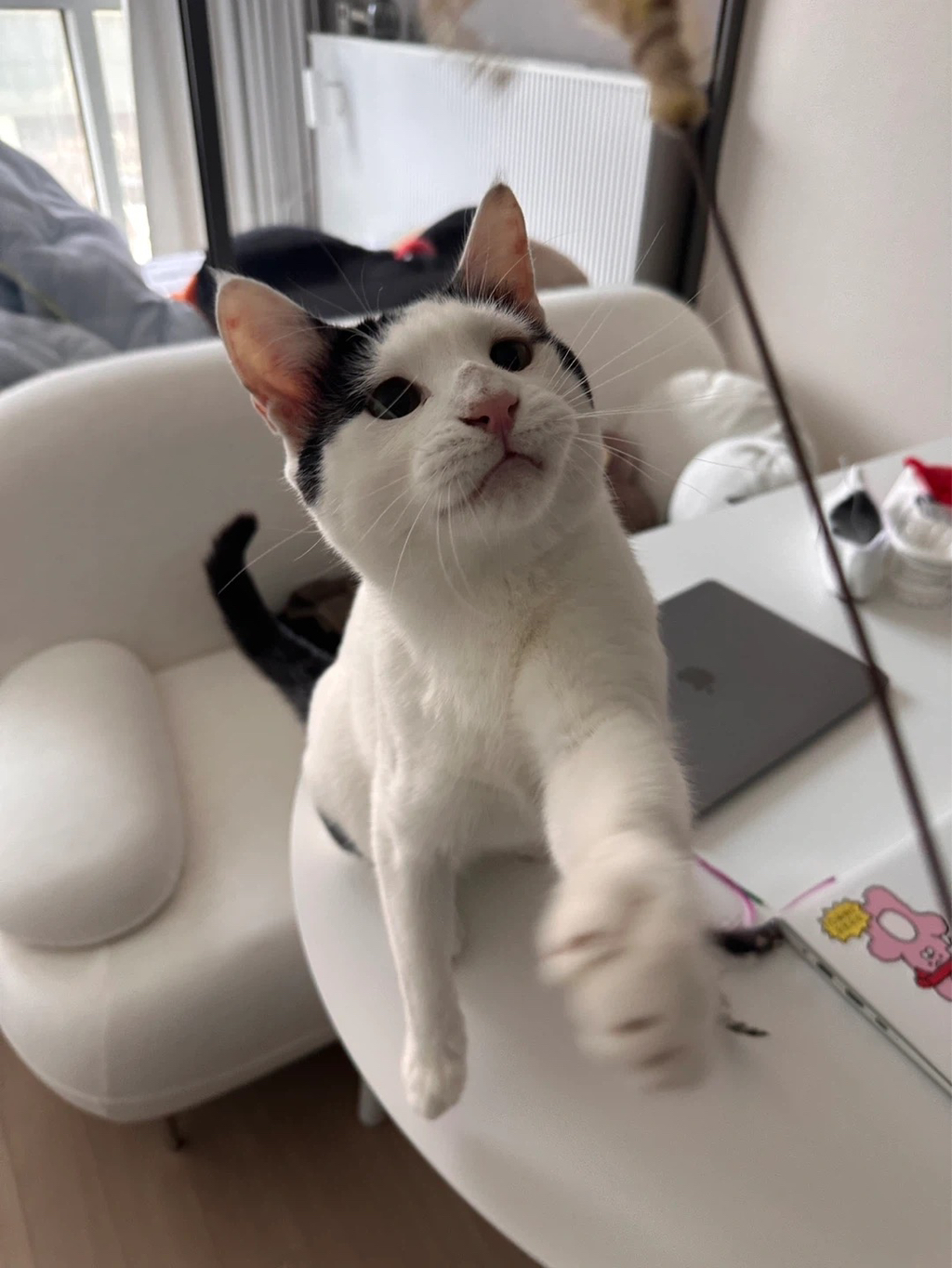 [입양홍보]-집샤-없냐-집샤👀-초개냥이-억울이의-집사-찾아요!-18-이미지