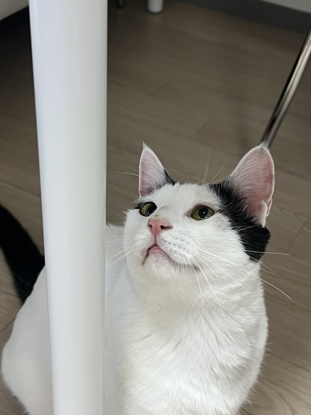 [입양홍보]-집샤-없냐-집샤👀-초개냥이-억울이의-집사-찾아요!-7-이미지