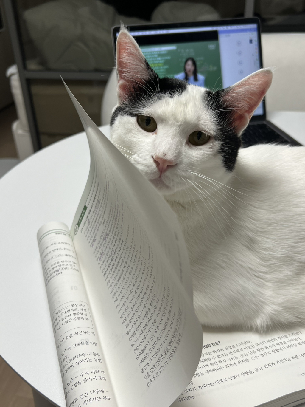 [입양홍보]-집샤-없냐-집샤👀-초개냥이-억울이의-집사-찾아요!-27-이미지