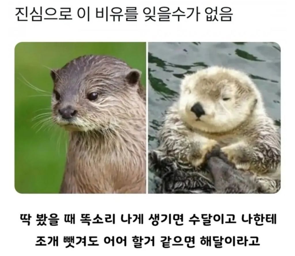 진심으로-이-비유를-잊을수가-없음.jpg-1-이미지