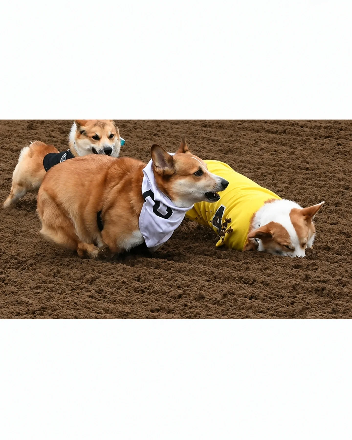 뭔가-이상한-웰시코기-달리기-대회-6-이미지