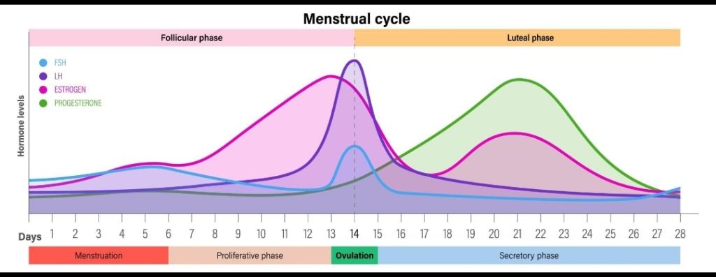 생리할-때-관절이-느슨해진다?-반은-맞고-반은-틀림!!-0-이미지