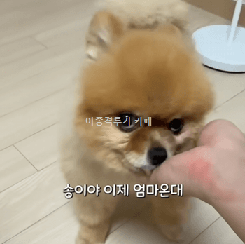 여행-다녀온-집사-반기다가-오줌-지린-멍멍이-0-이미지