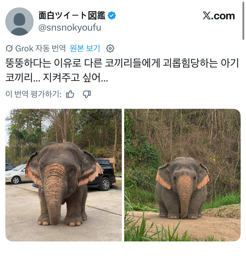 뚱뚱하다는-이유로-따돌림-받는-아기-코끼리-0-이미지