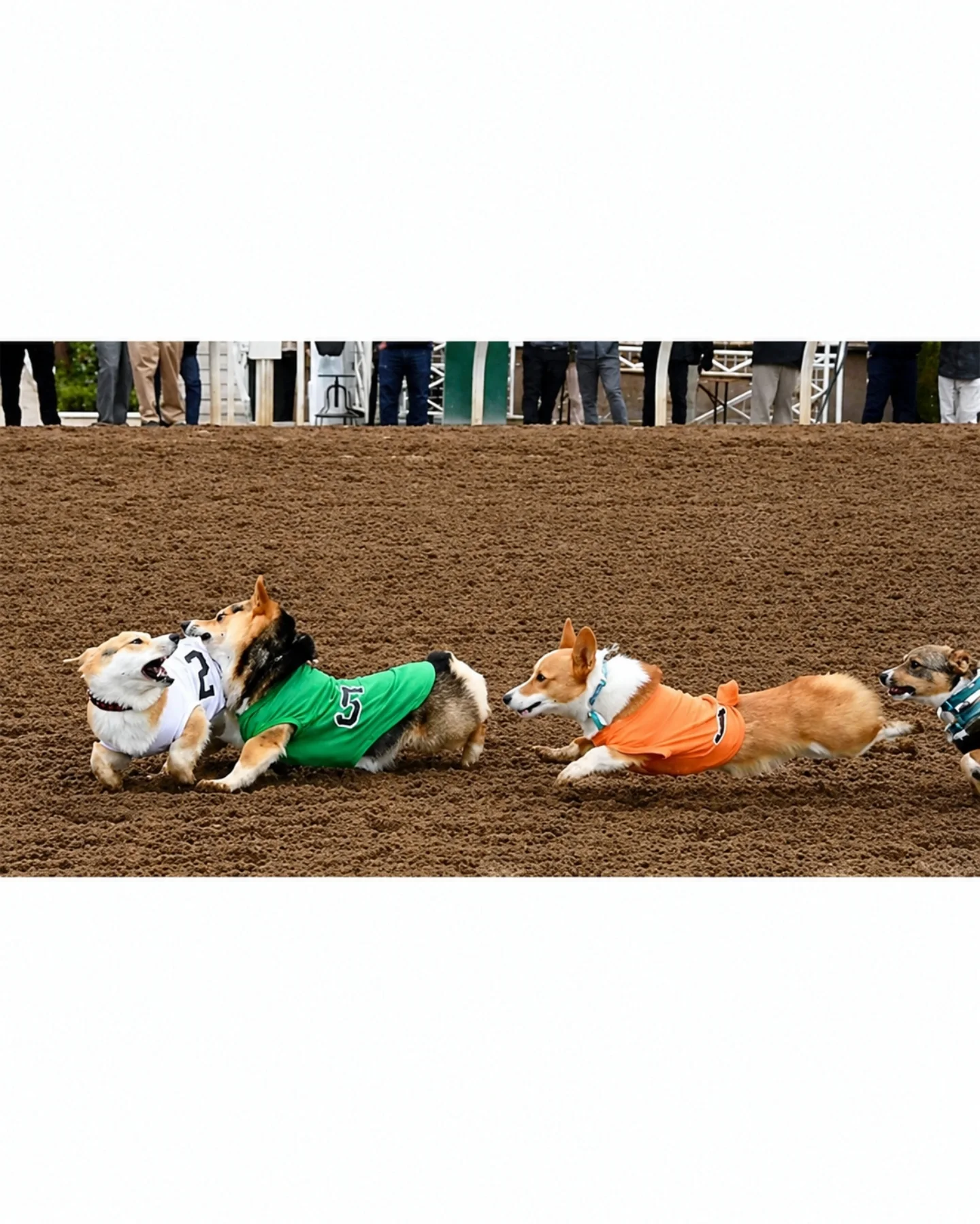 뭔가-이상한-웰시코기-달리기-대회-2-이미지