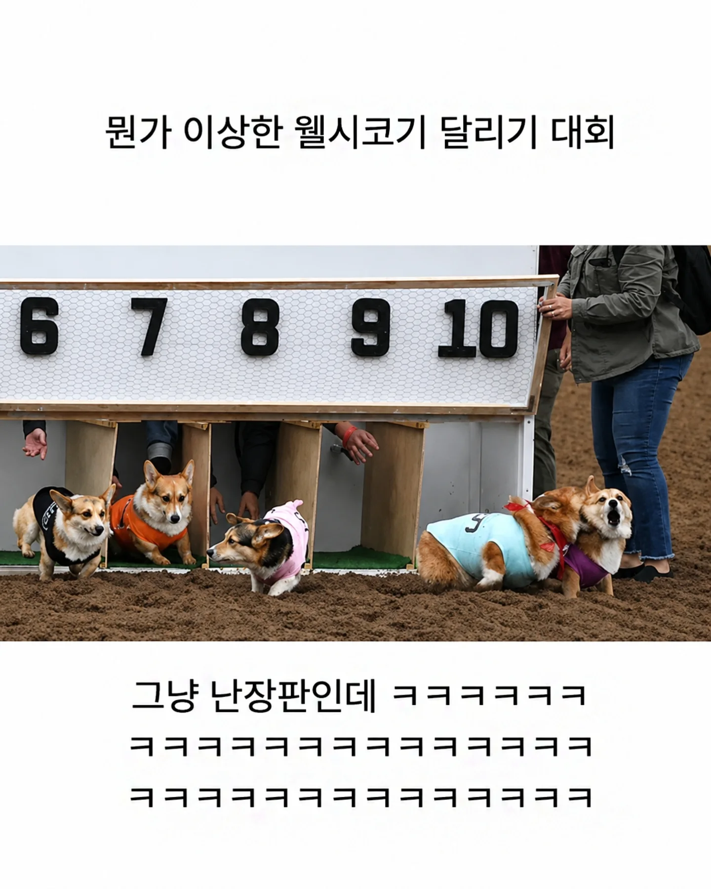 뭔가-이상한-웰시코기-달리기-대회-0-이미지