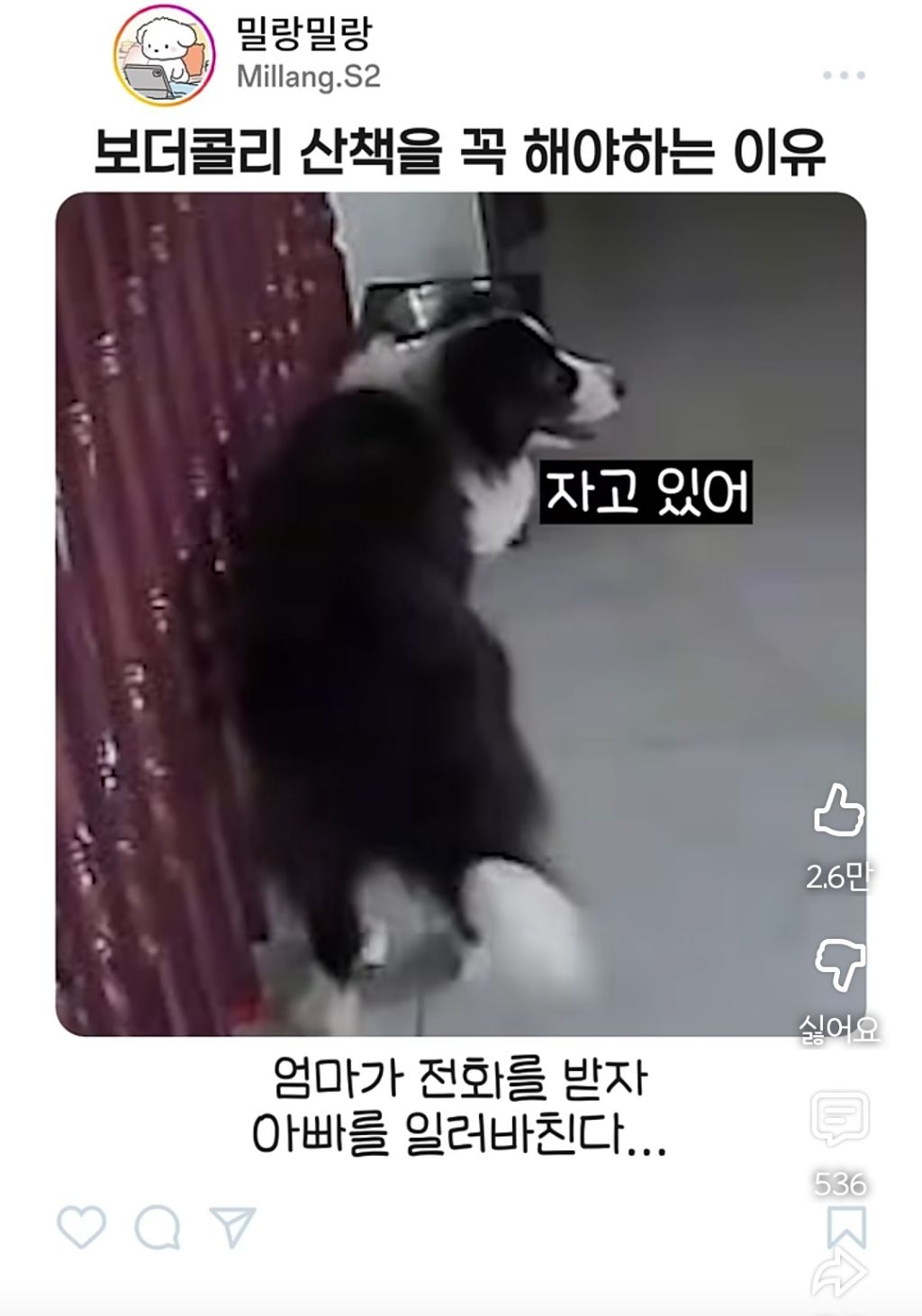 아빠가-산책-안시켜주니까-엄마한테-전화걸어서-일러-바치는-보더콜리-4-이미지