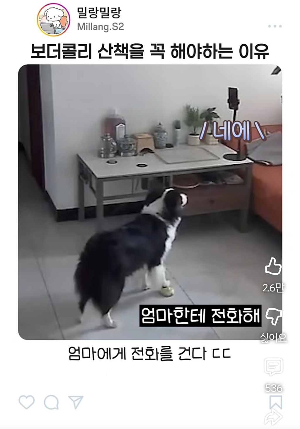 아빠가-산책-안시켜주니까-엄마한테-전화걸어서-일러-바치는-보더콜리-2-이미지