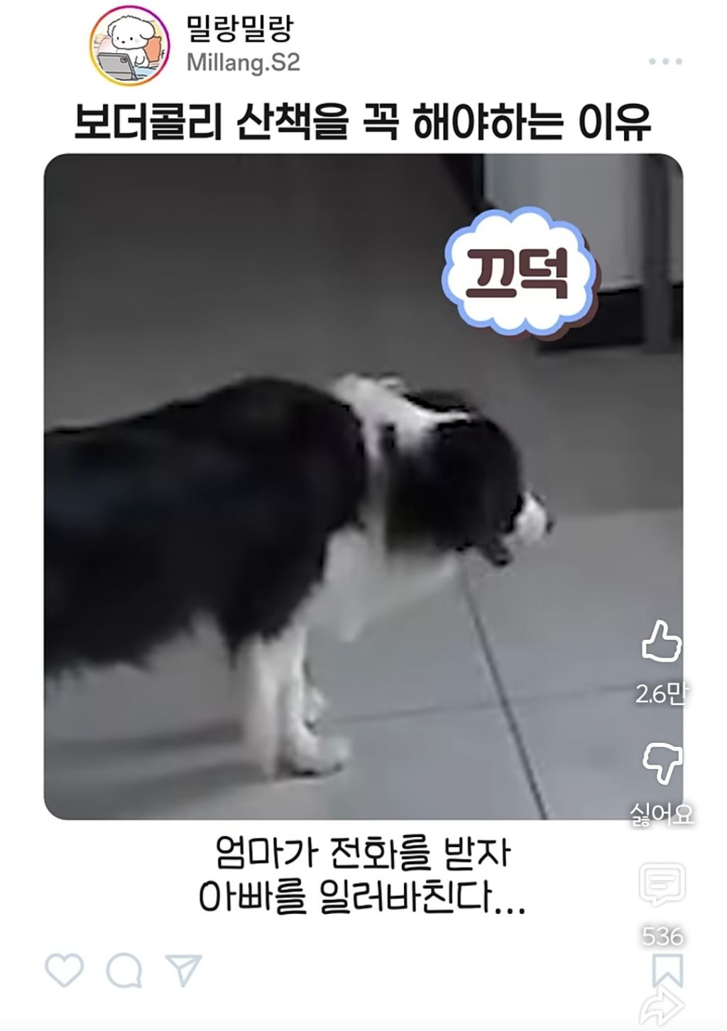 아빠가-산책-안시켜주니까-엄마한테-전화걸어서-일러-바치는-보더콜리-6-이미지