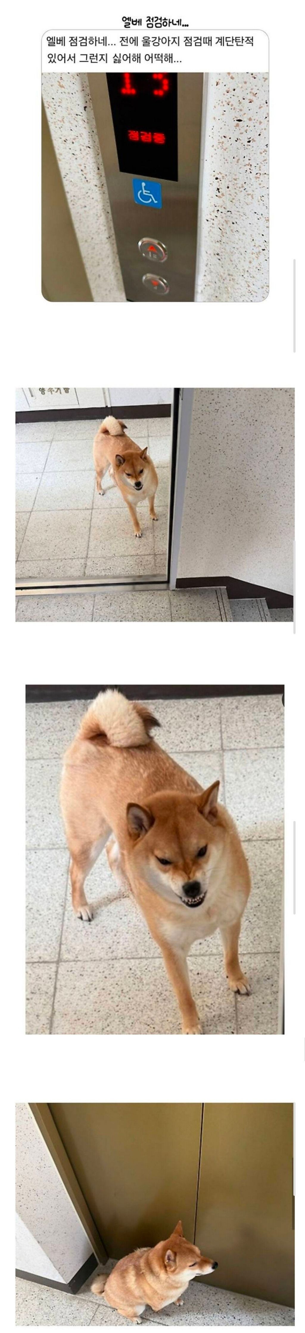 엘베-점검-때문에-개빡친-댕댕이-0-이미지