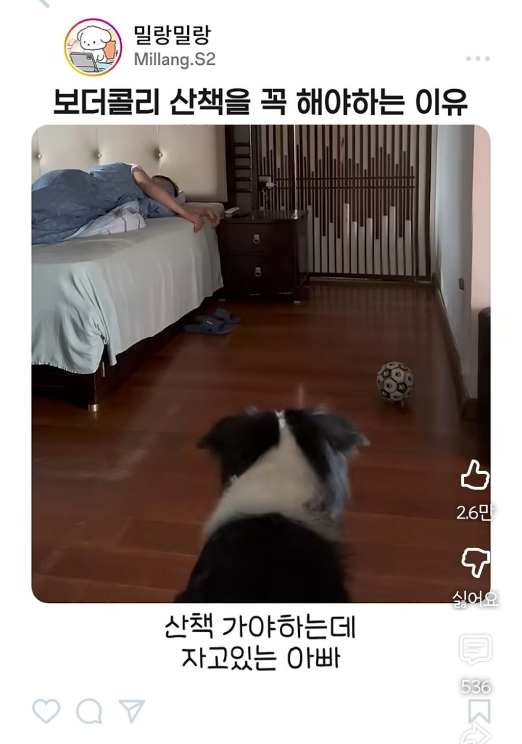 아빠가-산책-안시켜주니까-엄마한테-전화걸어서-일러-바치는-보더콜리-0-이미지
