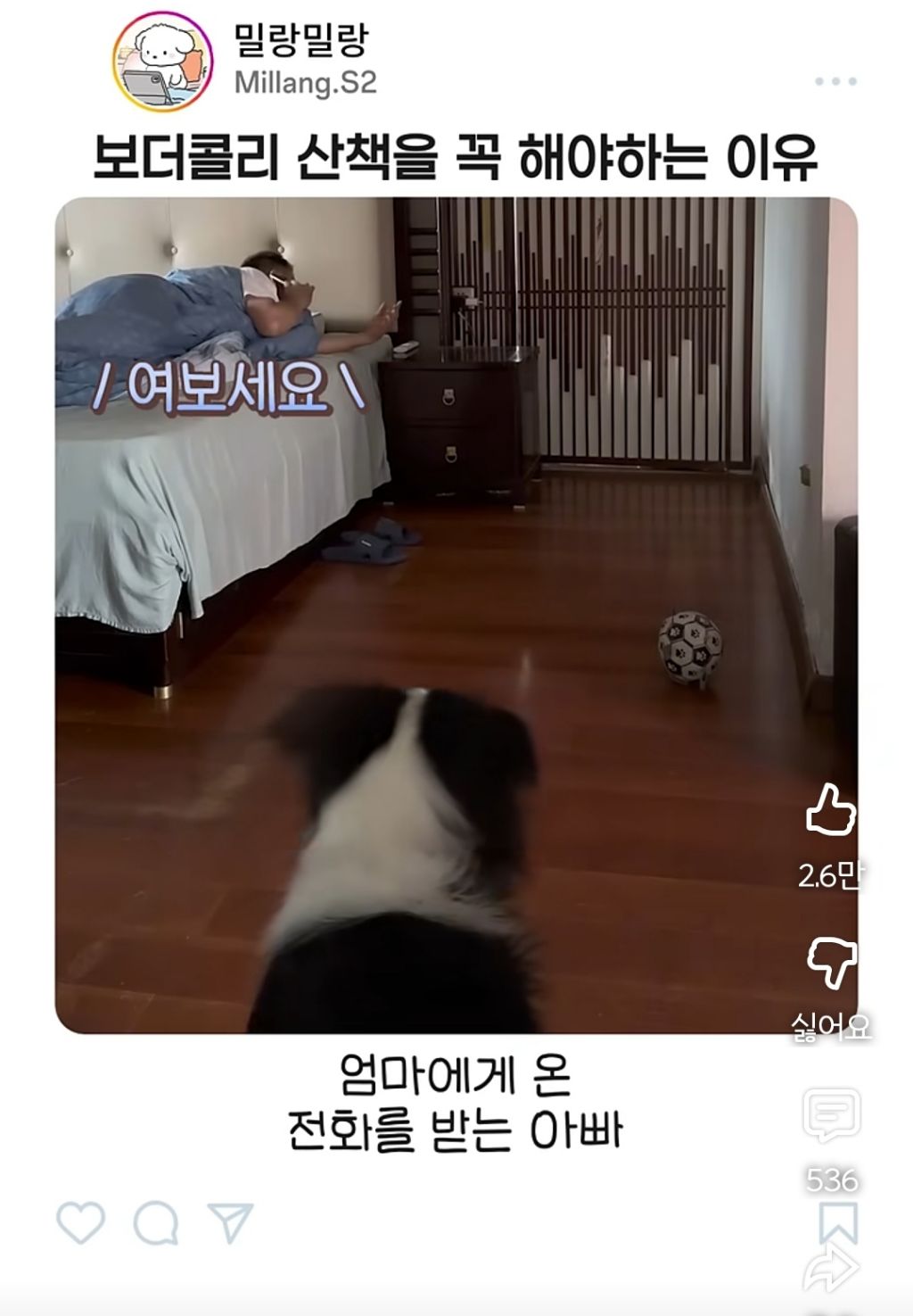 아빠가-산책-안시켜주니까-엄마한테-전화걸어서-일러-바치는-보더콜리-7-이미지