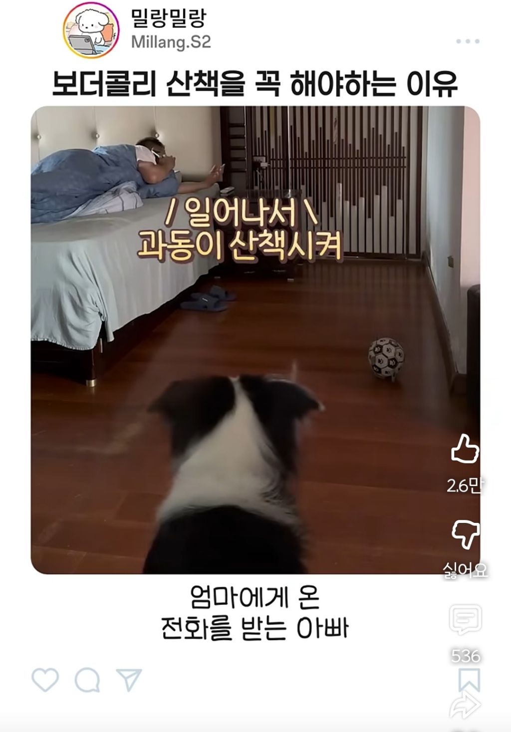아빠가-산책-안시켜주니까-엄마한테-전화걸어서-일러-바치는-보더콜리-8-이미지