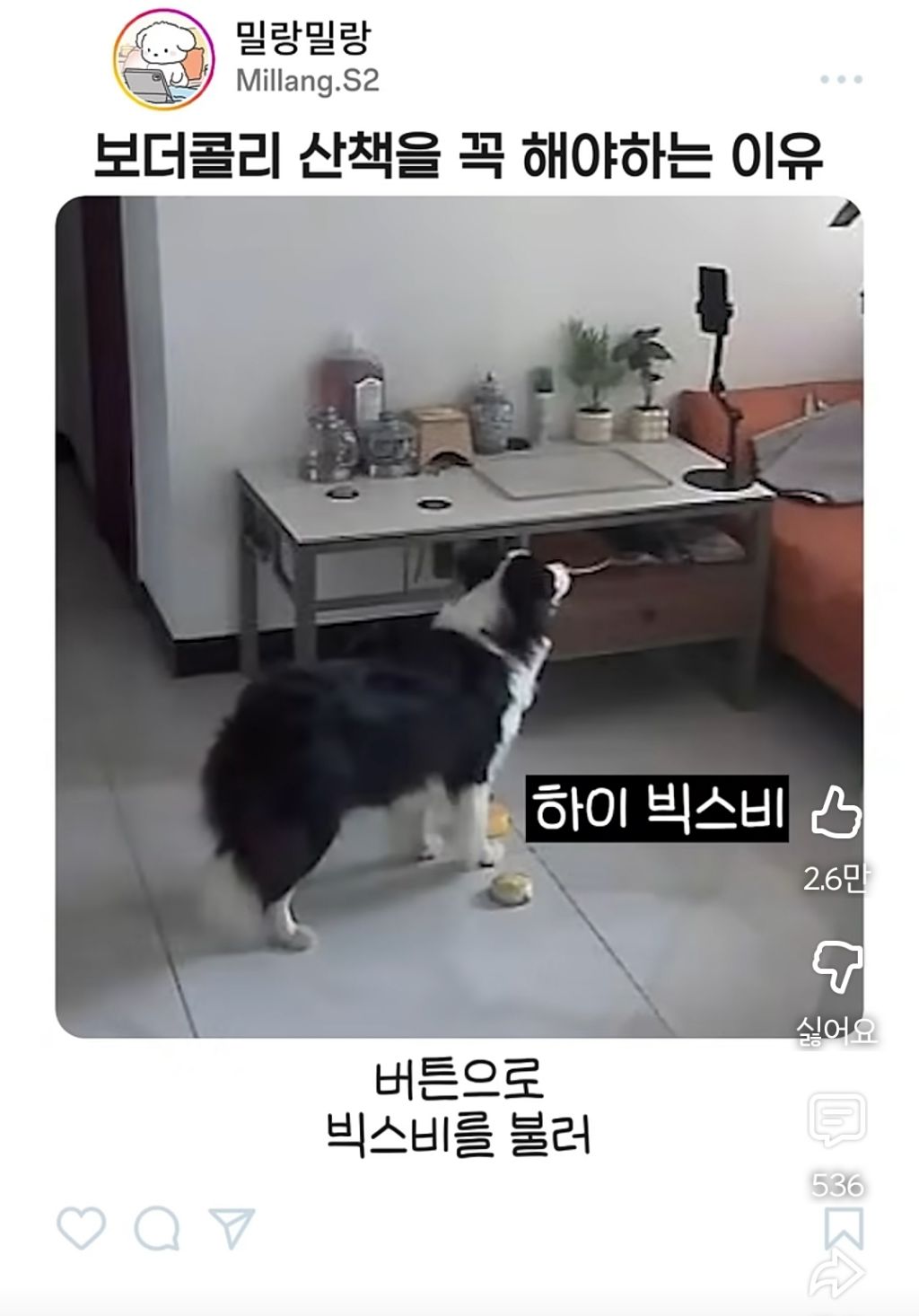 아빠가-산책-안시켜주니까-엄마한테-전화걸어서-일러-바치는-보더콜리-1-이미지