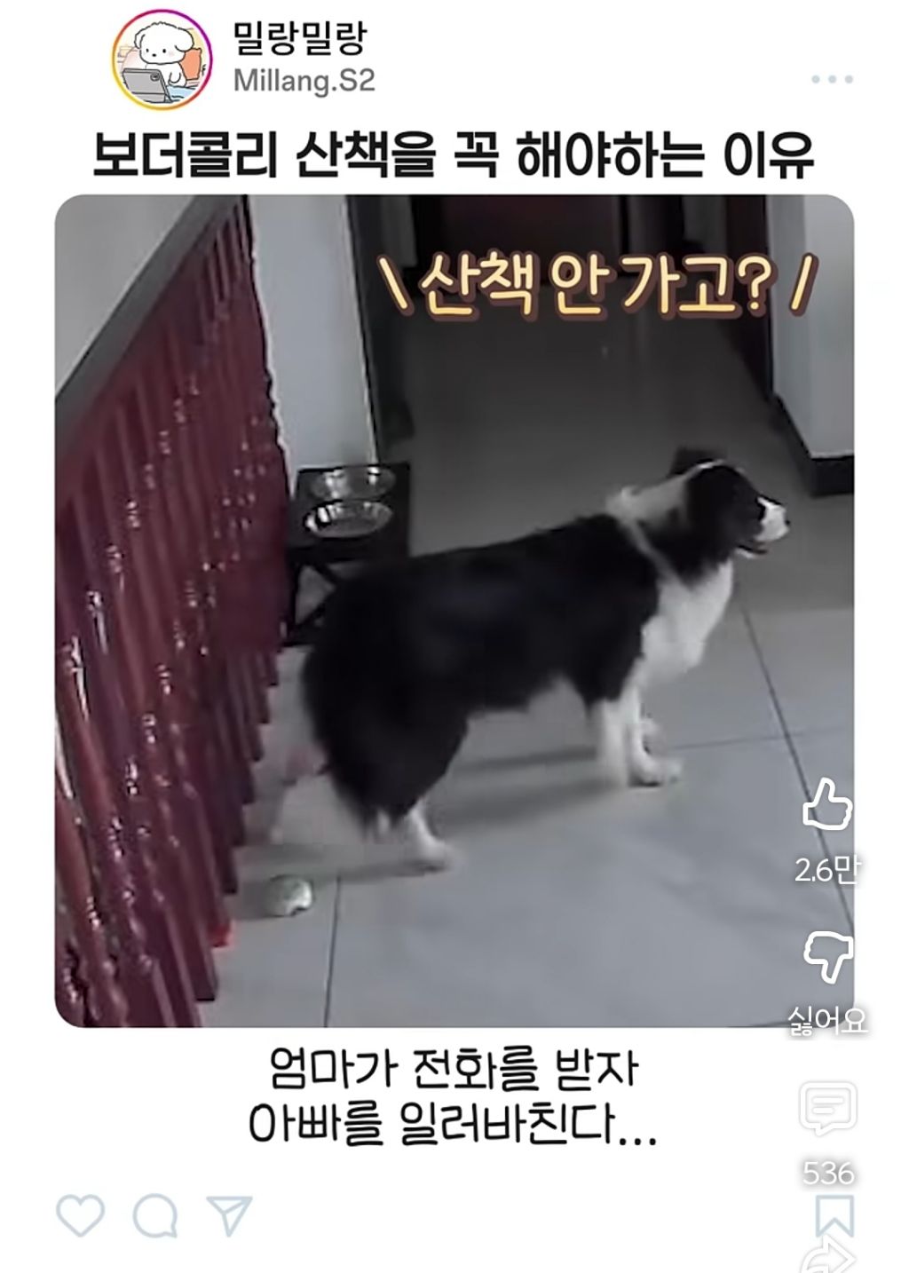 아빠가-산책-안시켜주니까-엄마한테-전화걸어서-일러-바치는-보더콜리-5-이미지