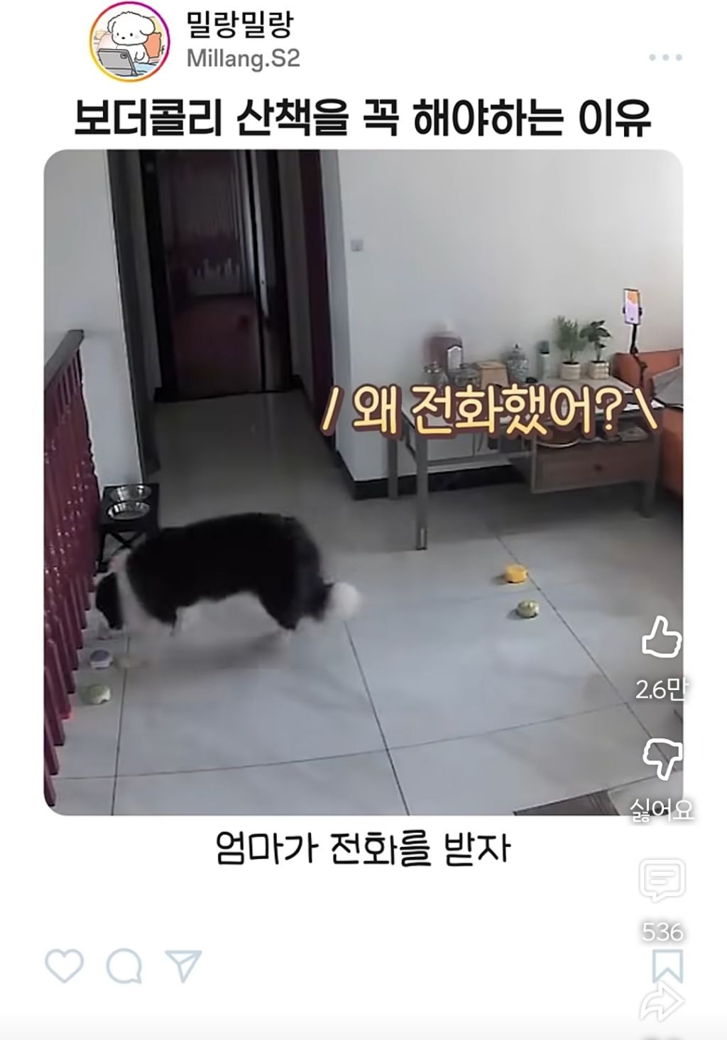아빠가-산책-안시켜주니까-엄마한테-전화걸어서-일러-바치는-보더콜리-3-이미지