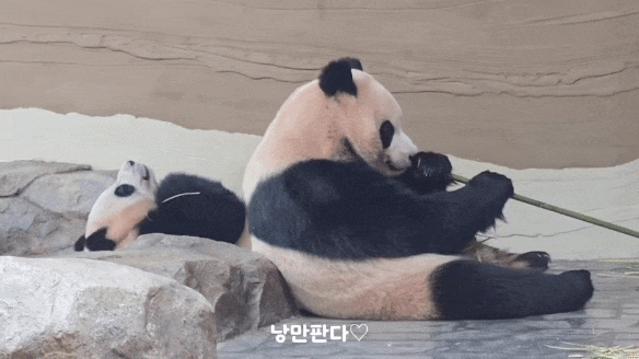 사람같이-두-손-모으고-자는-후이바오-0-이미지