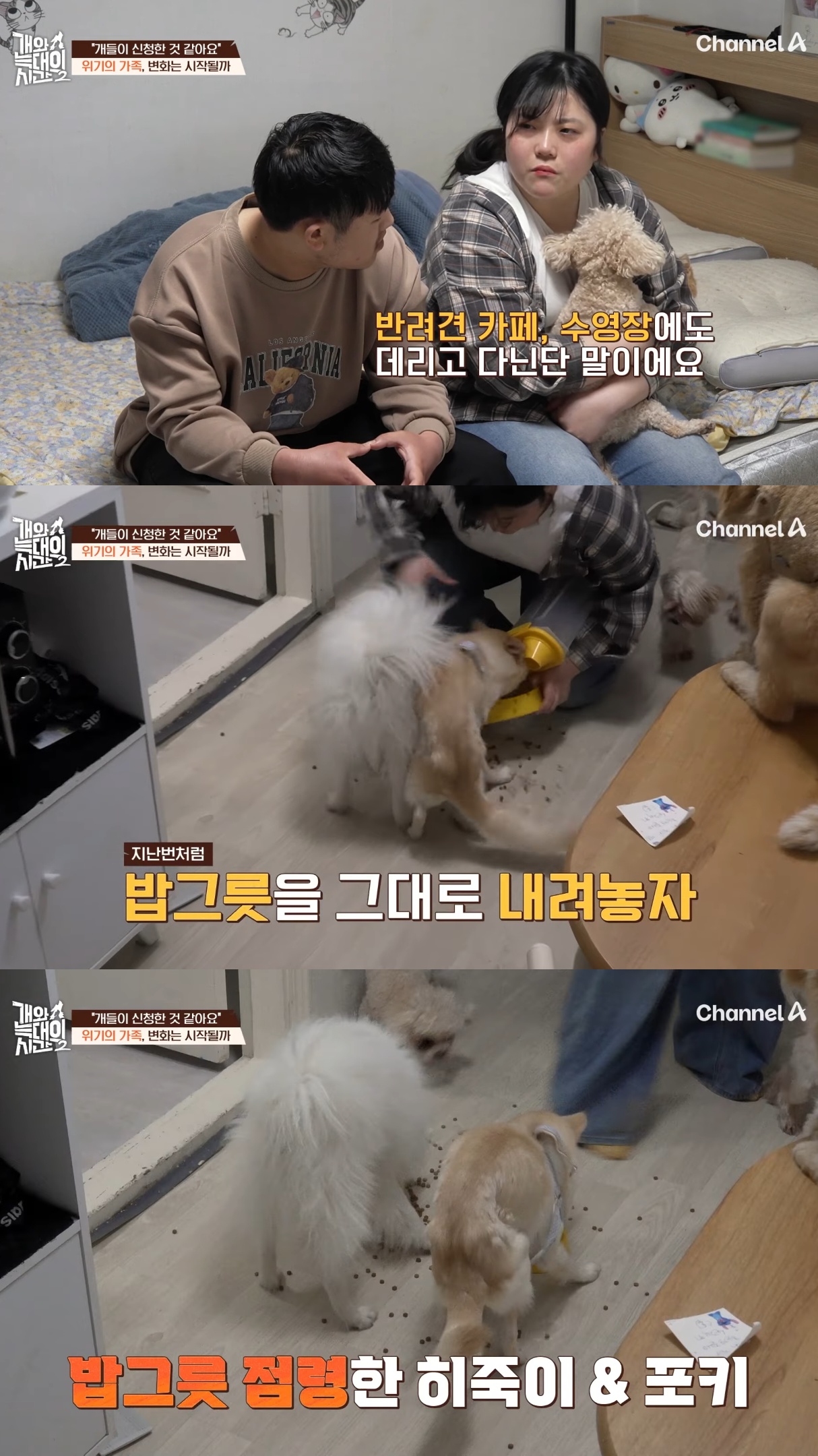 음식물-쓰레기,-고양이똥,-화장실-물을-먹는-반려견들.jpg-16-이미지