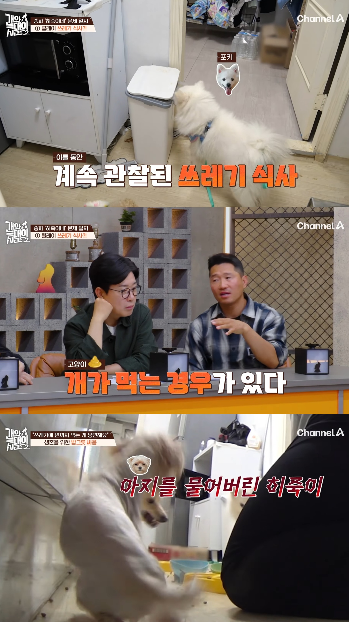 음식물-쓰레기,-고양이똥,-화장실-물을-먹는-반려견들.jpg-10-이미지