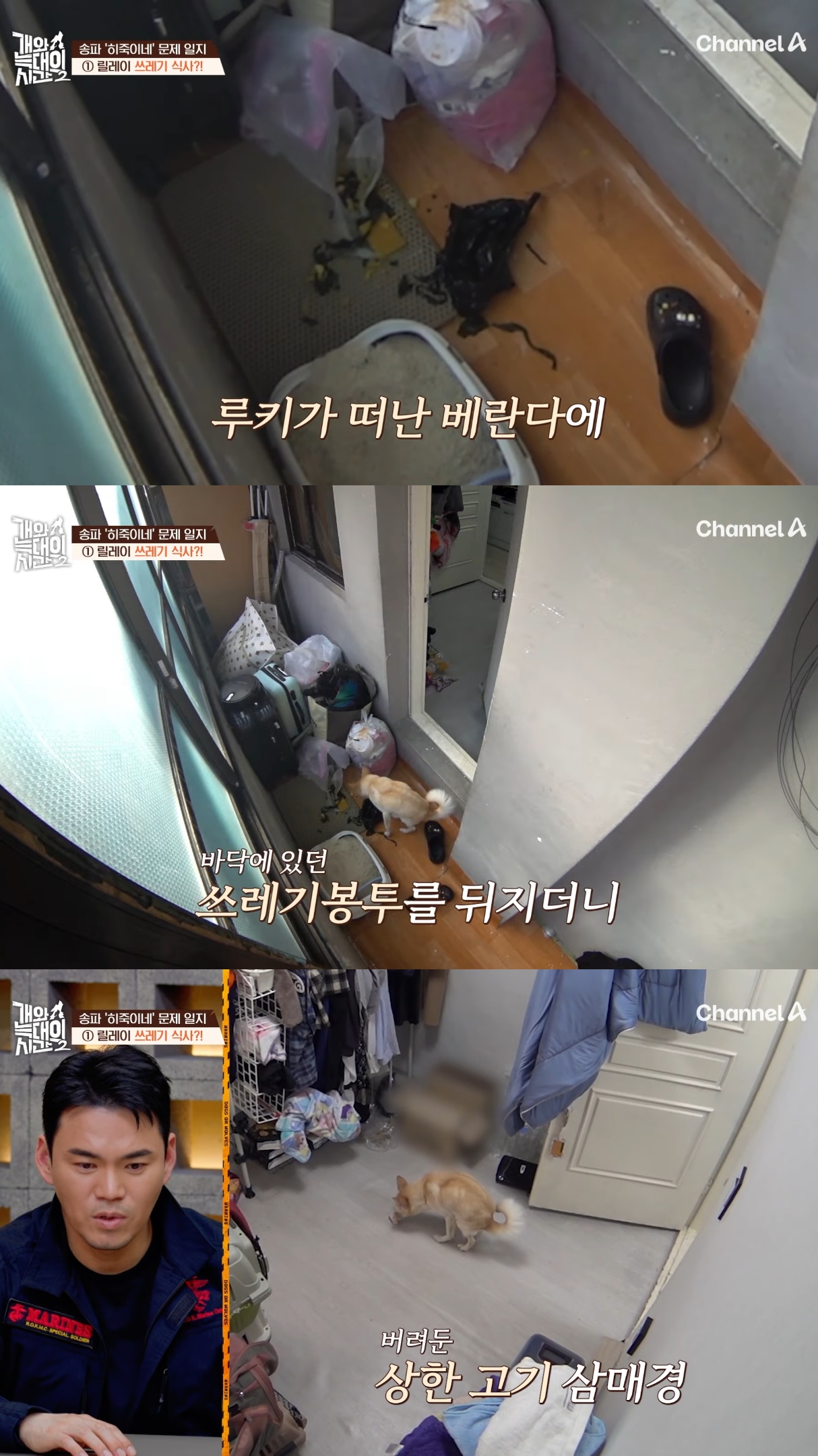 음식물-쓰레기,-고양이똥,-화장실-물을-먹는-반려견들.jpg-8-이미지