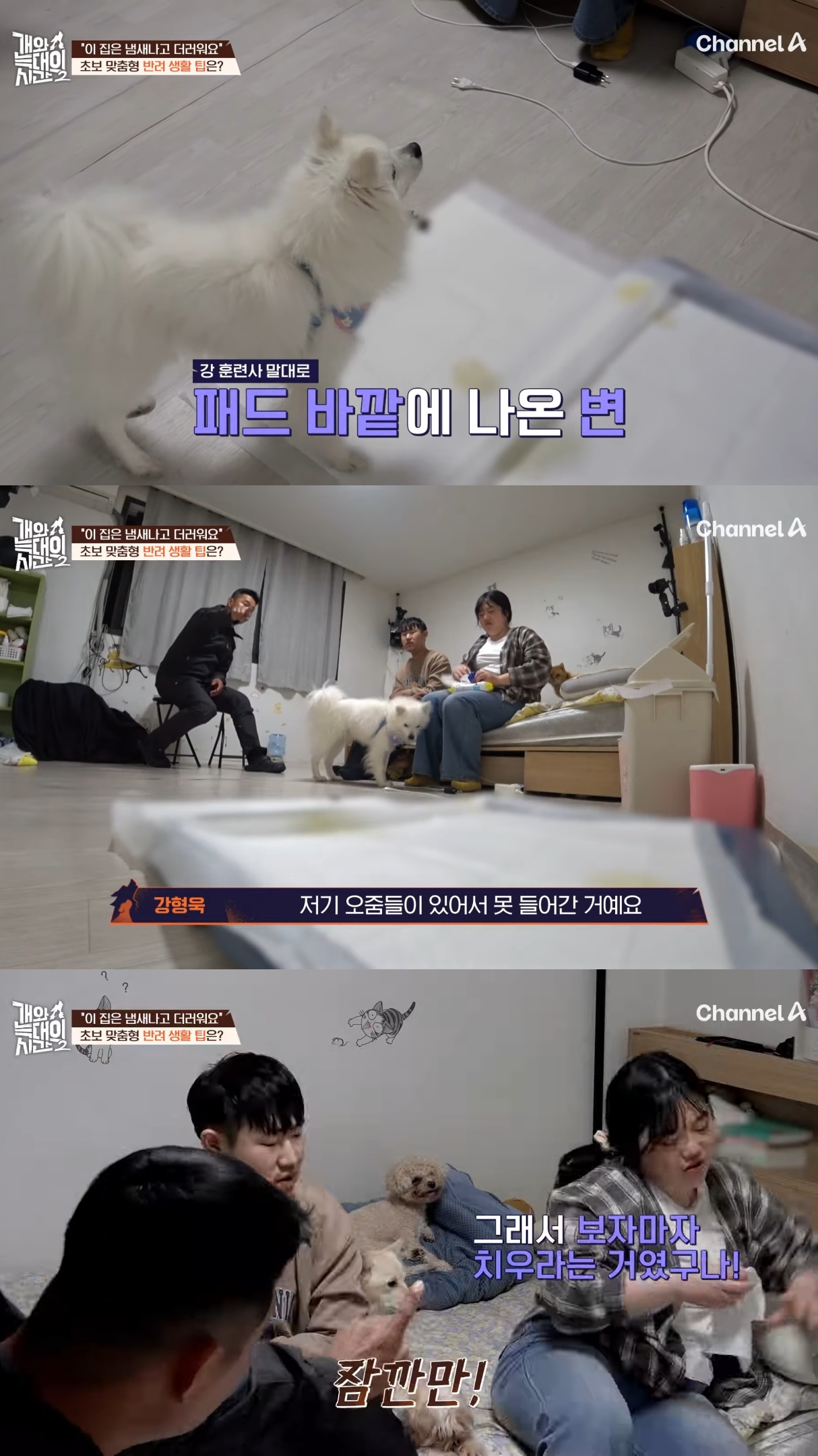 음식물-쓰레기,-고양이똥,-화장실-물을-먹는-반려견들.jpg-18-이미지