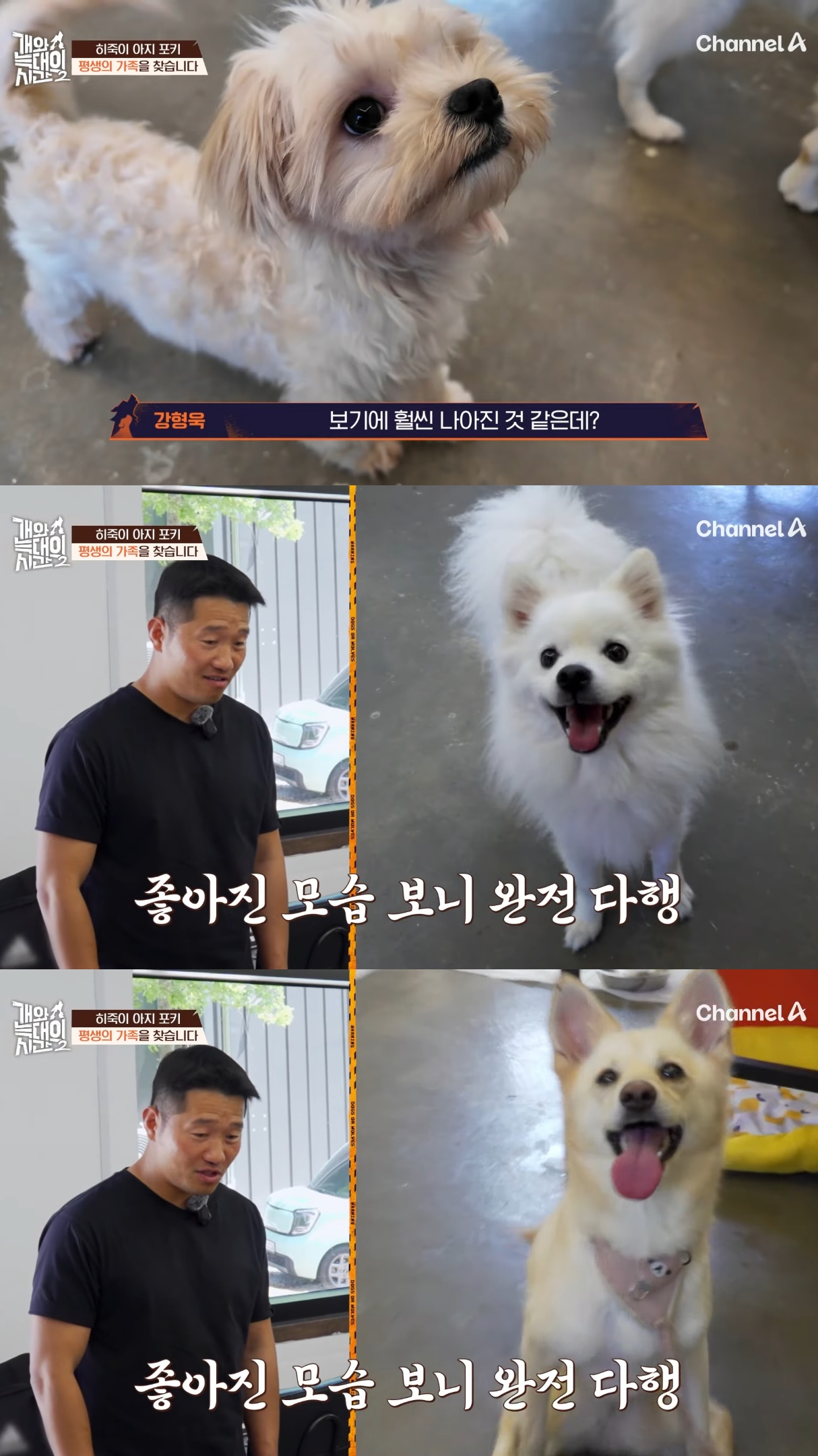 음식물-쓰레기,-고양이똥,-화장실-물을-먹는-반려견들.jpg-50-이미지