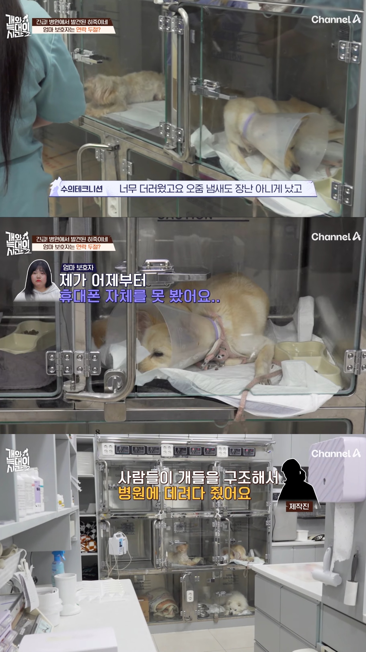 음식물-쓰레기,-고양이똥,-화장실-물을-먹는-반려견들.jpg-33-이미지