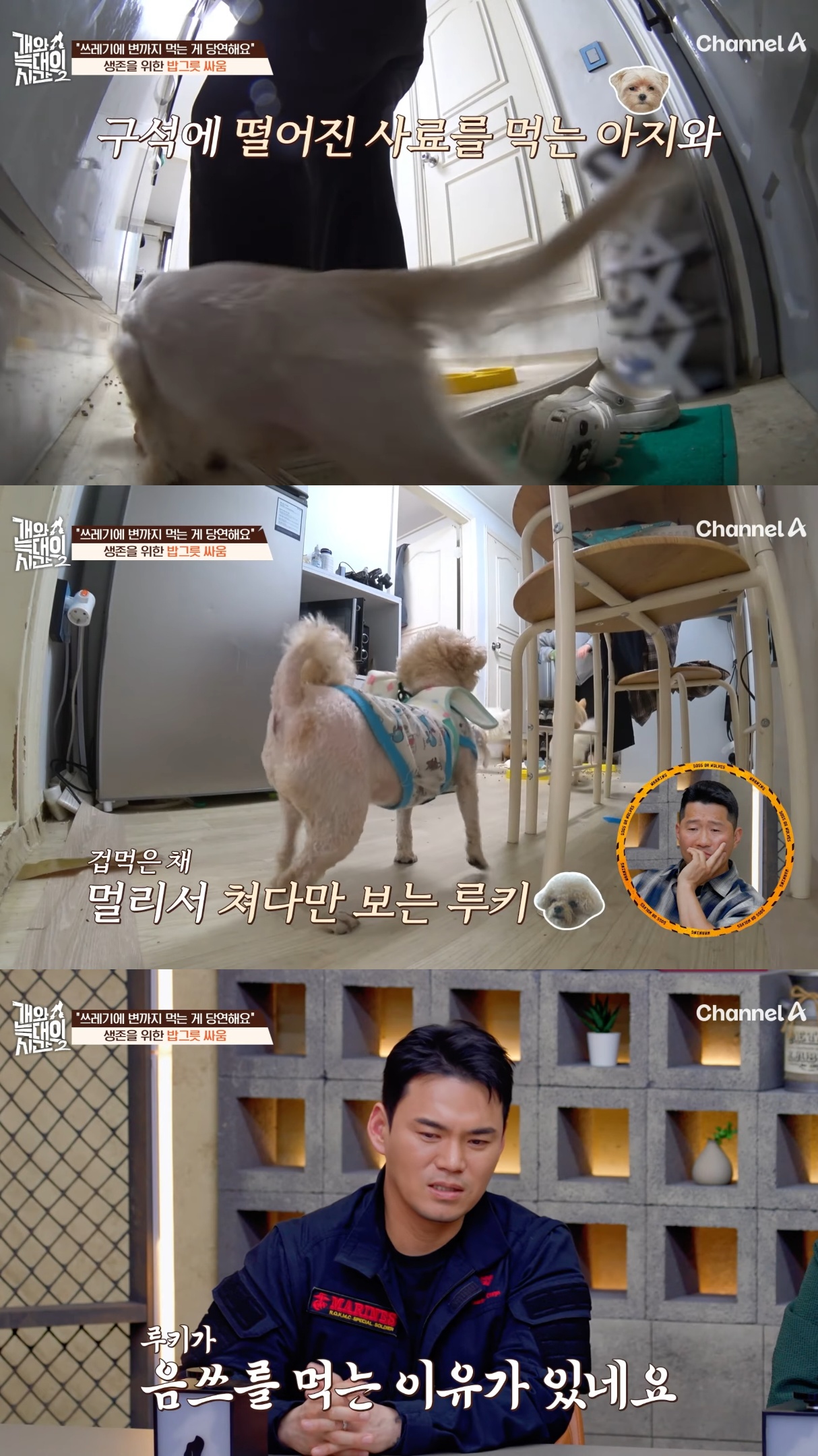 음식물-쓰레기,-고양이똥,-화장실-물을-먹는-반려견들.jpg-11-이미지