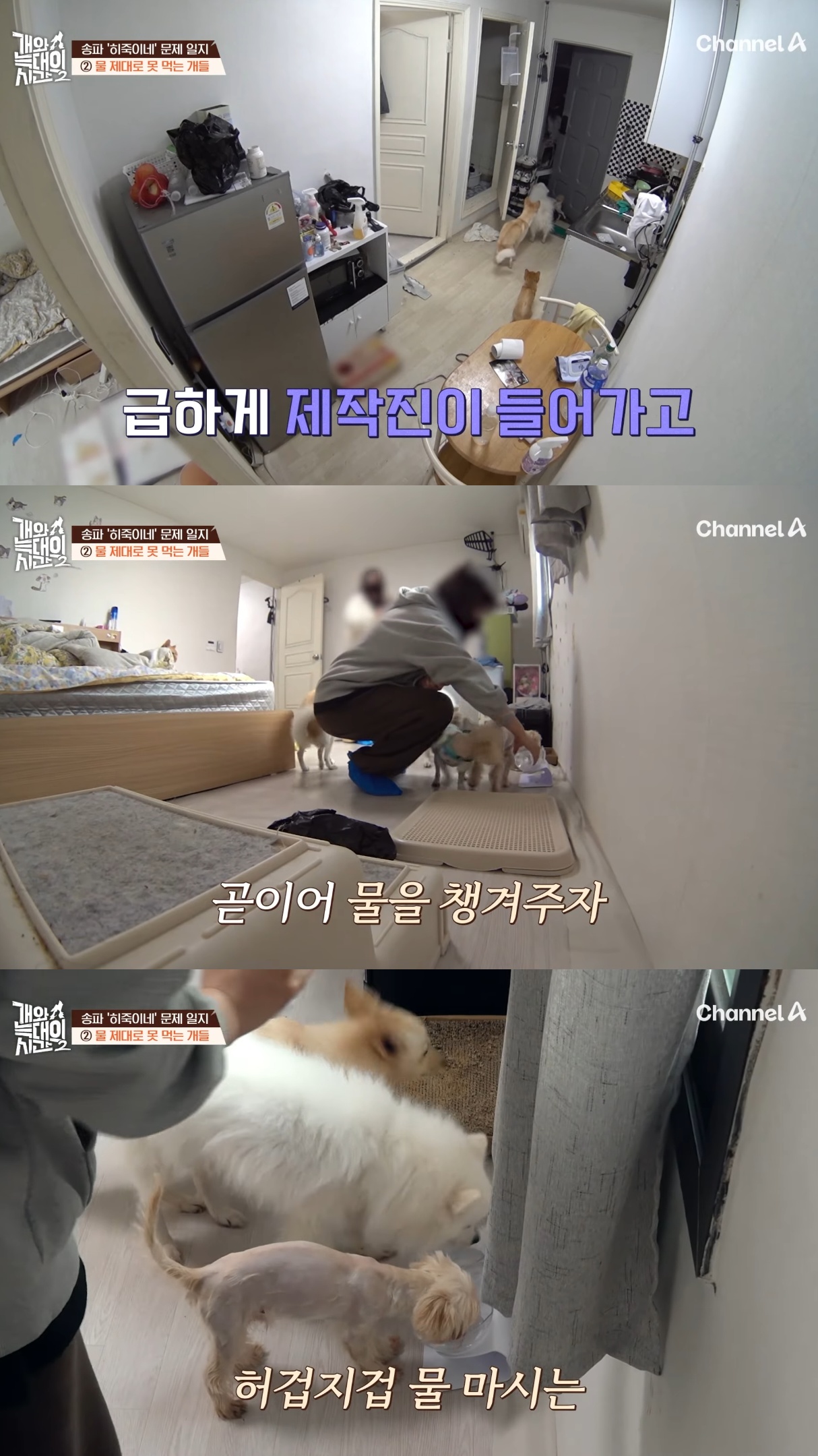 음식물-쓰레기,-고양이똥,-화장실-물을-먹는-반려견들.jpg-13-이미지
