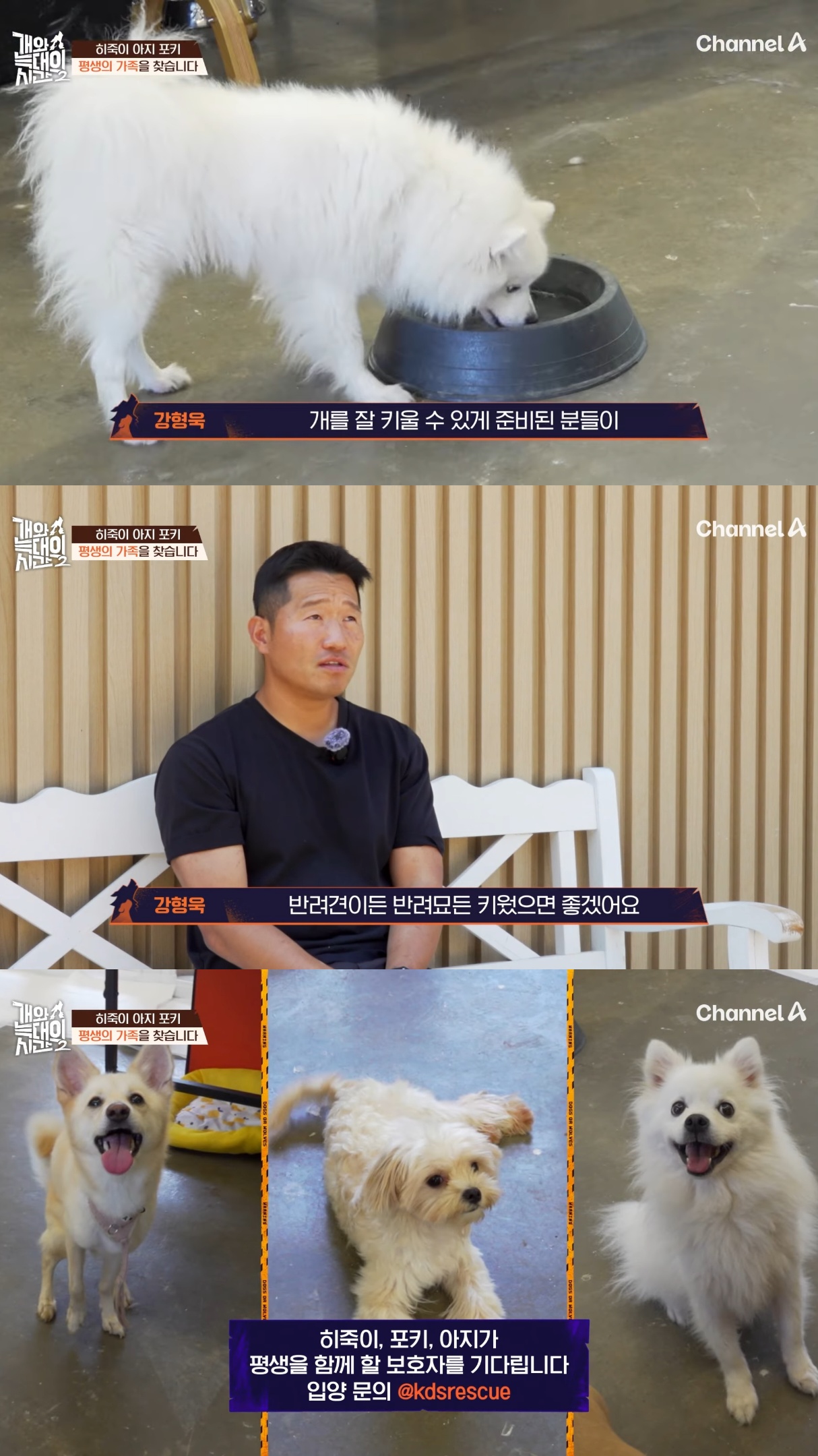 음식물-쓰레기,-고양이똥,-화장실-물을-먹는-반려견들.jpg-52-이미지