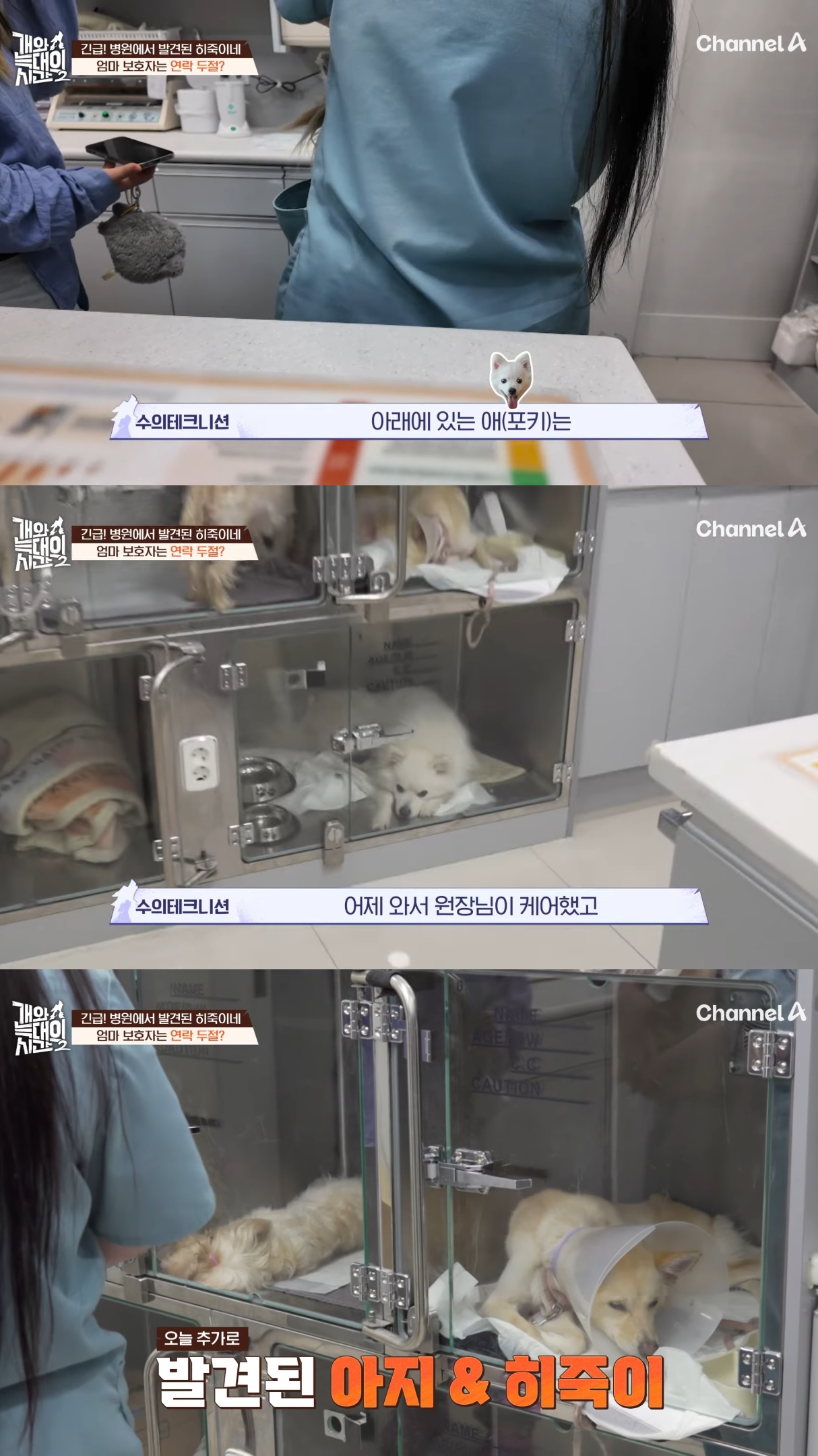음식물-쓰레기,-고양이똥,-화장실-물을-먹는-반려견들.jpg-32-이미지