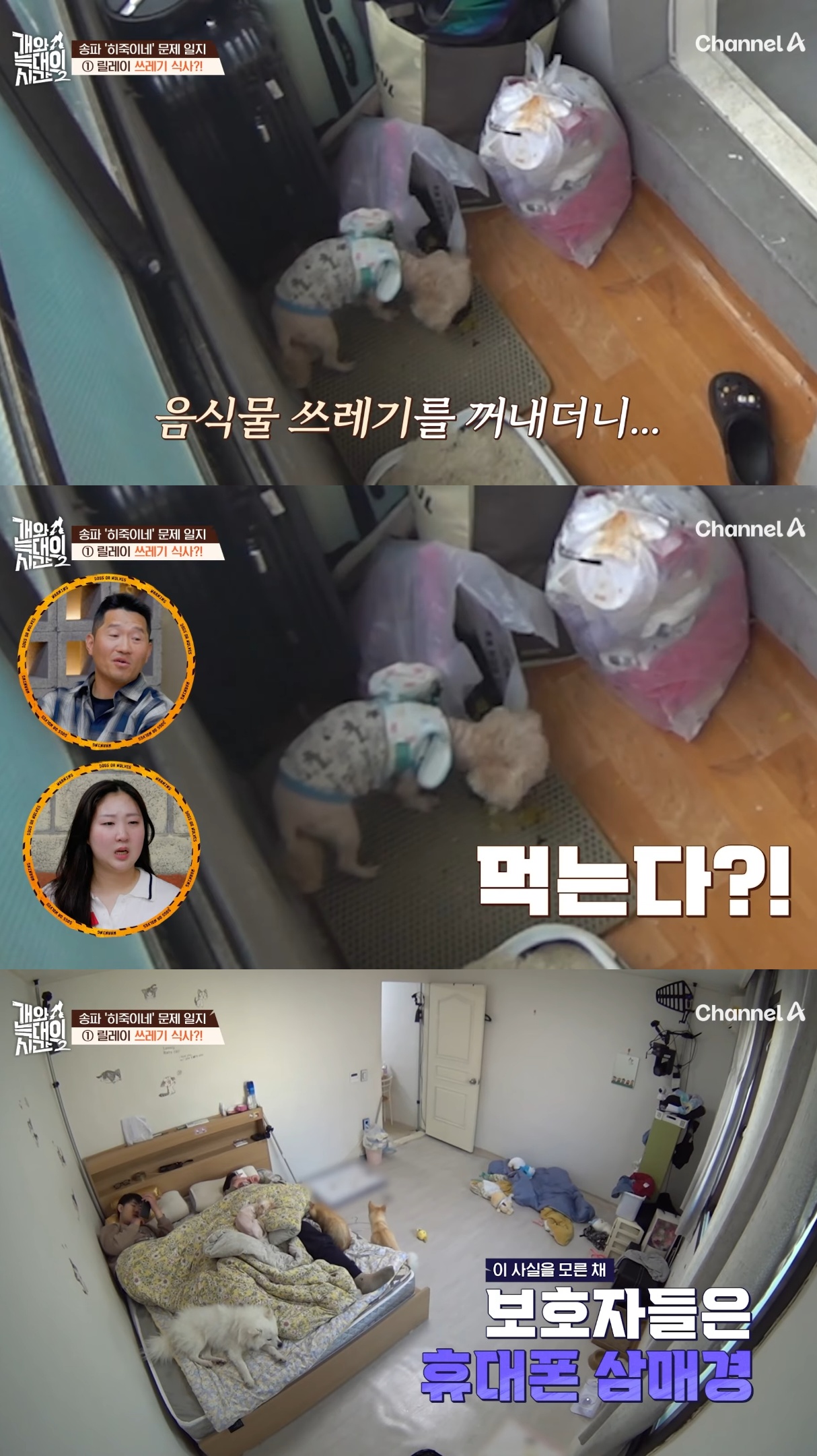 음식물-쓰레기,-고양이똥,-화장실-물을-먹는-반려견들.jpg-7-이미지