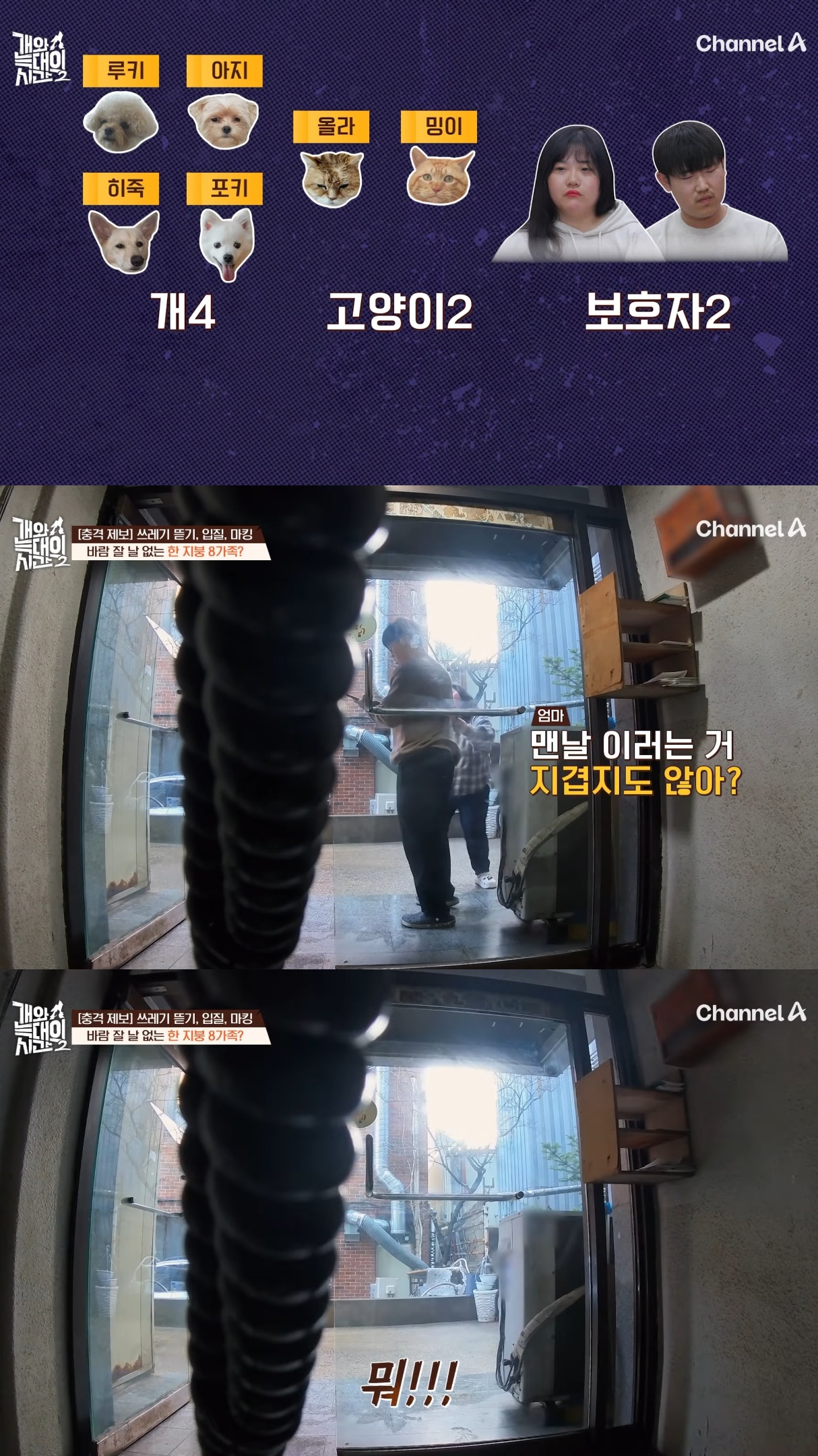 음식물-쓰레기,-고양이똥,-화장실-물을-먹는-반려견들.jpg-1-이미지