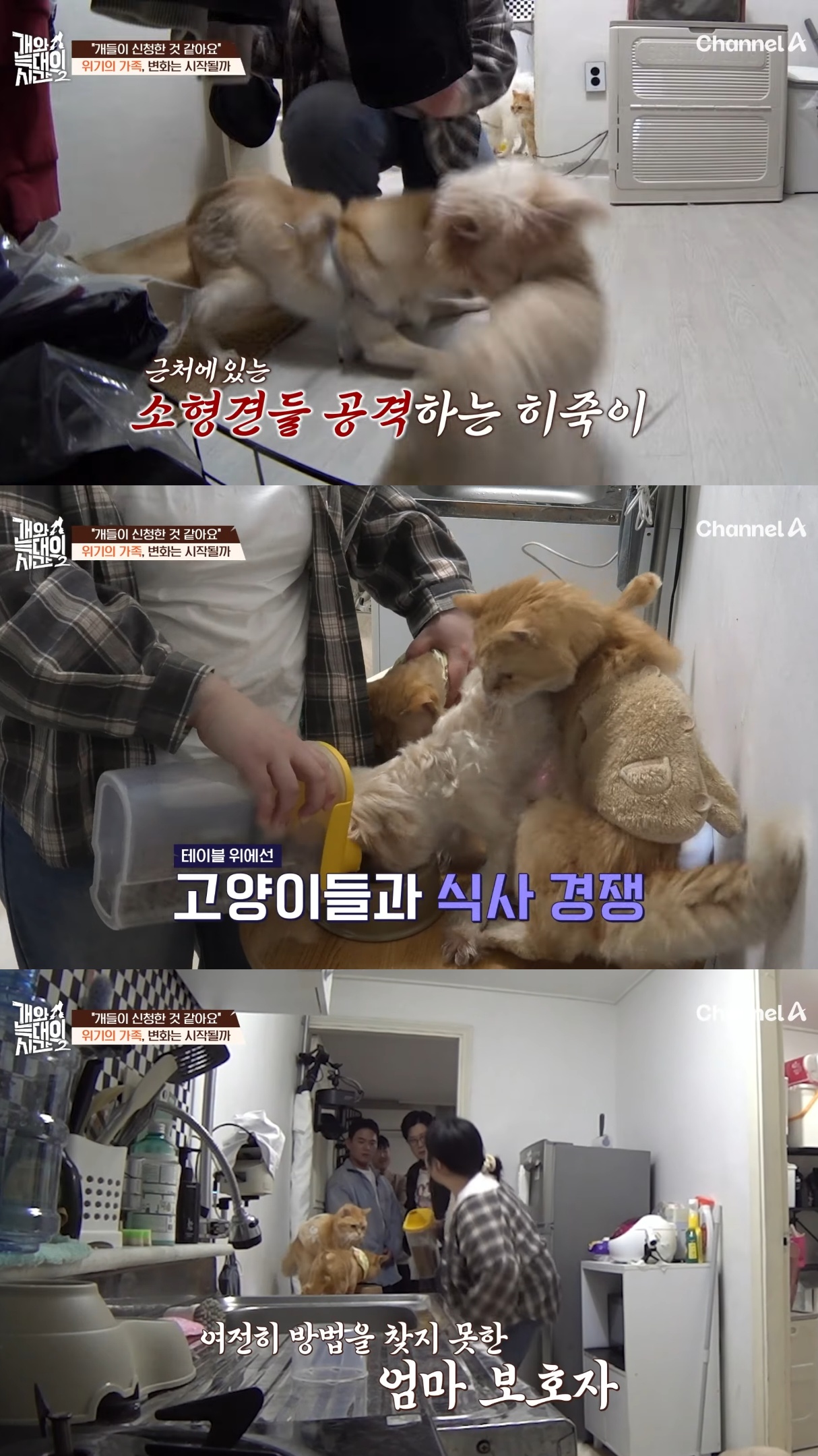 음식물-쓰레기,-고양이똥,-화장실-물을-먹는-반려견들.jpg-17-이미지