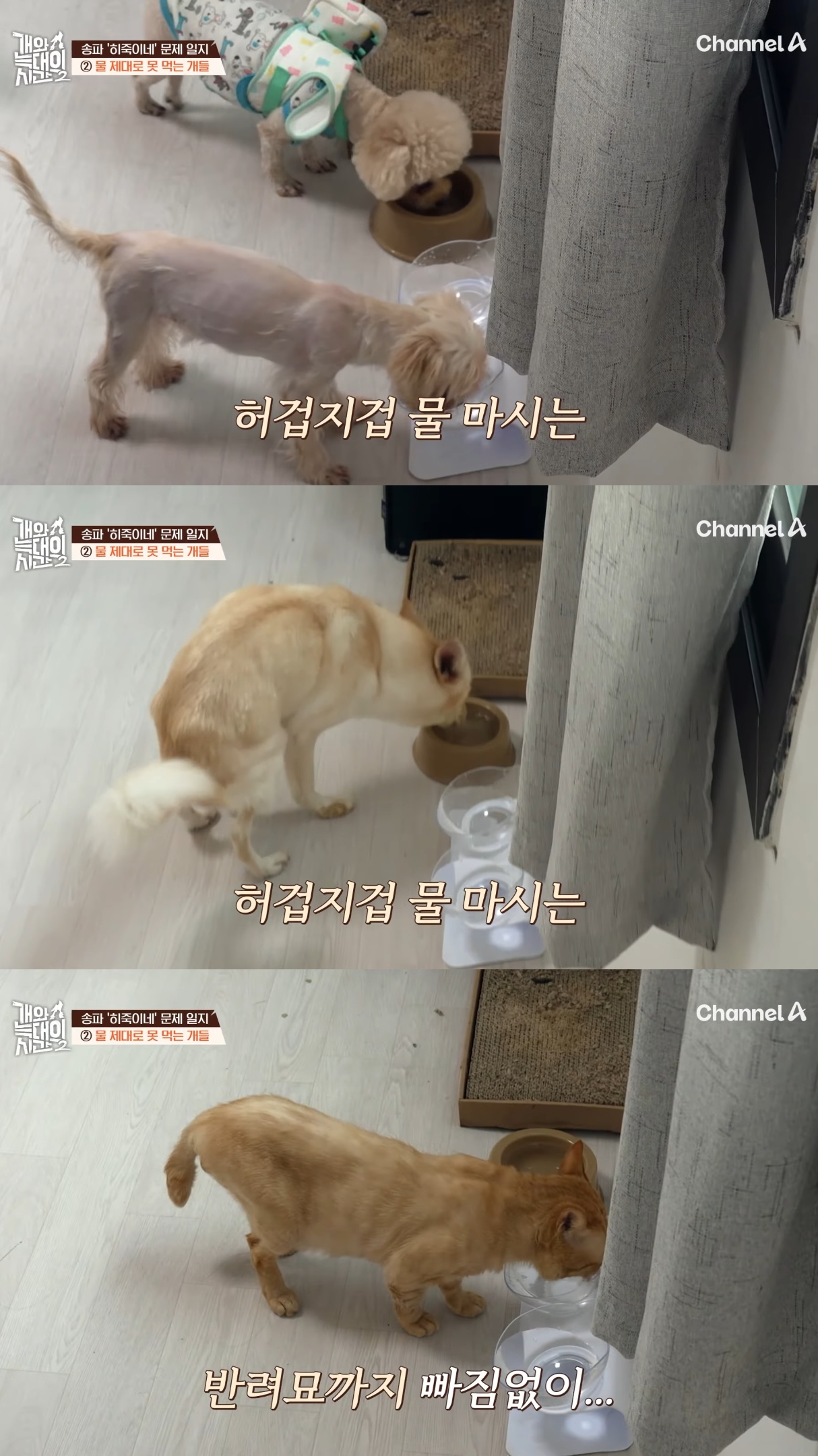 음식물-쓰레기,-고양이똥,-화장실-물을-먹는-반려견들.jpg-14-이미지