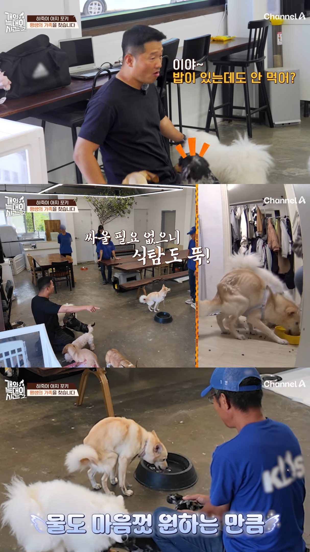 음식물-쓰레기,-고양이똥,-화장실-물을-먹는-반려견들.jpg-51-이미지