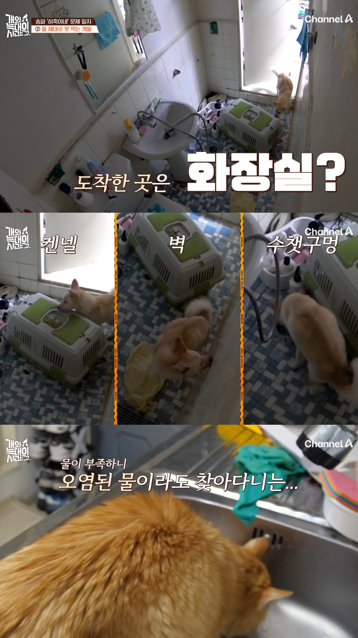 음식물-쓰레기,-고양이똥,-화장실-물을-먹는-반려견들.jpg-12-이미지