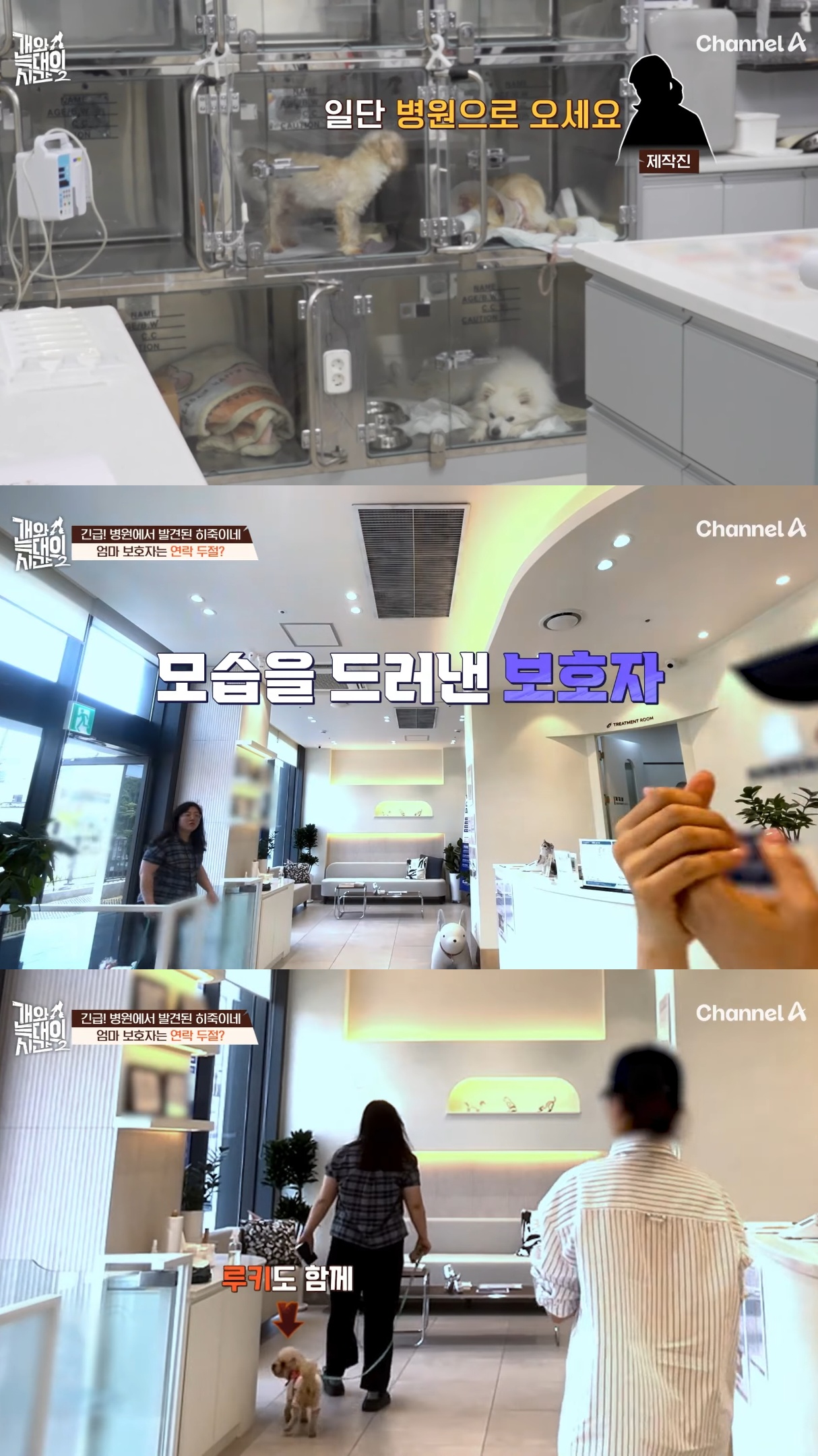 음식물-쓰레기,-고양이똥,-화장실-물을-먹는-반려견들.jpg-34-이미지