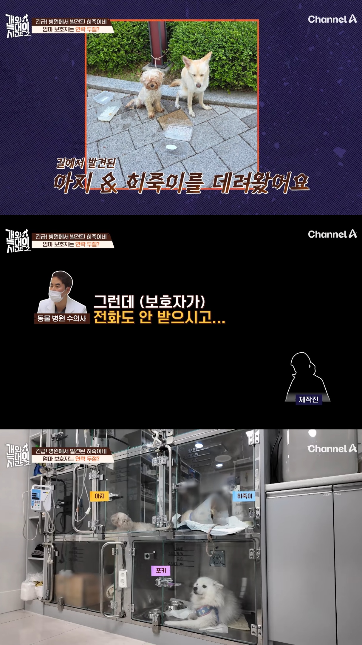 음식물-쓰레기,-고양이똥,-화장실-물을-먹는-반려견들.jpg-31-이미지