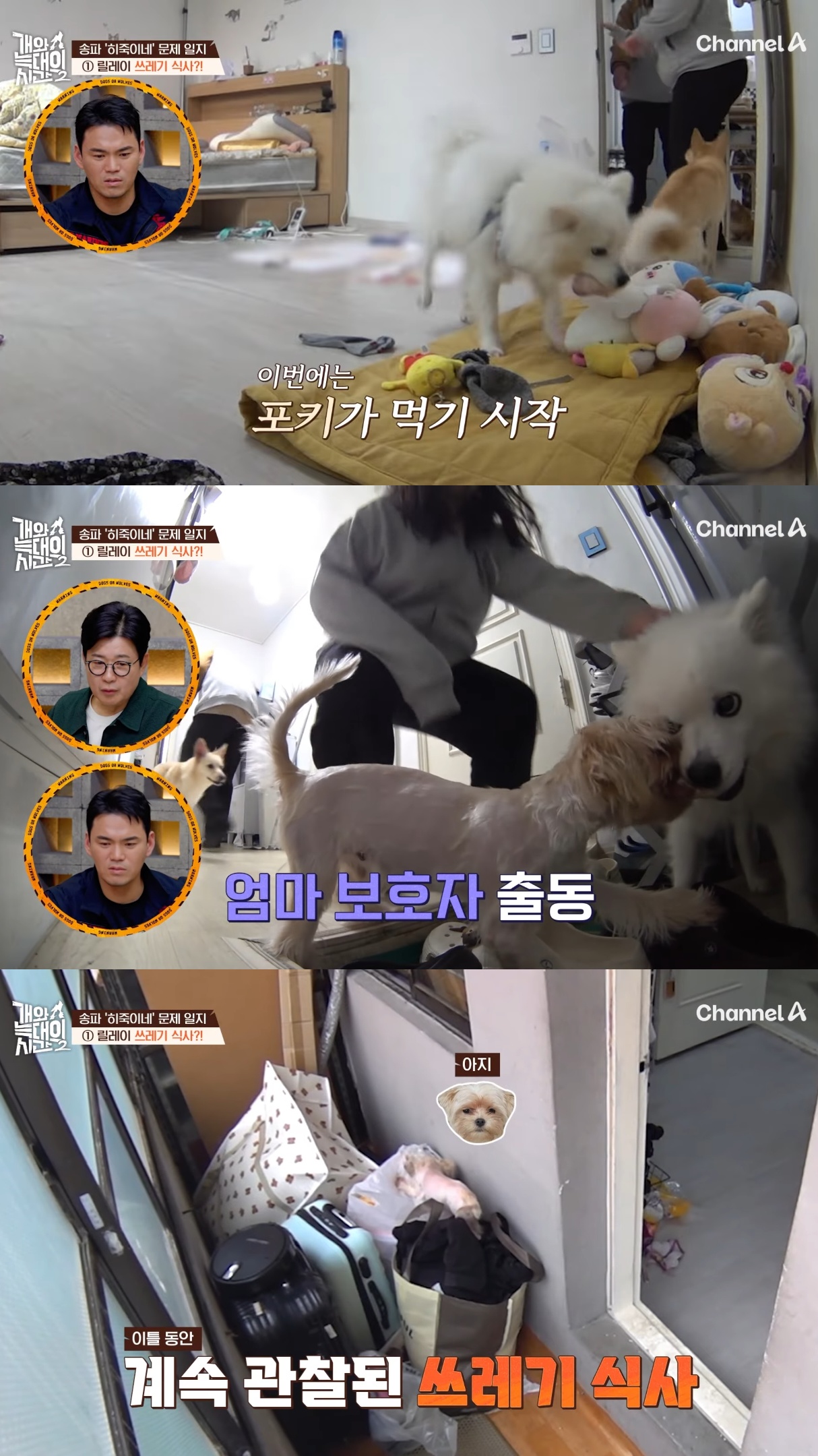 음식물-쓰레기,-고양이똥,-화장실-물을-먹는-반려견들.jpg-9-이미지