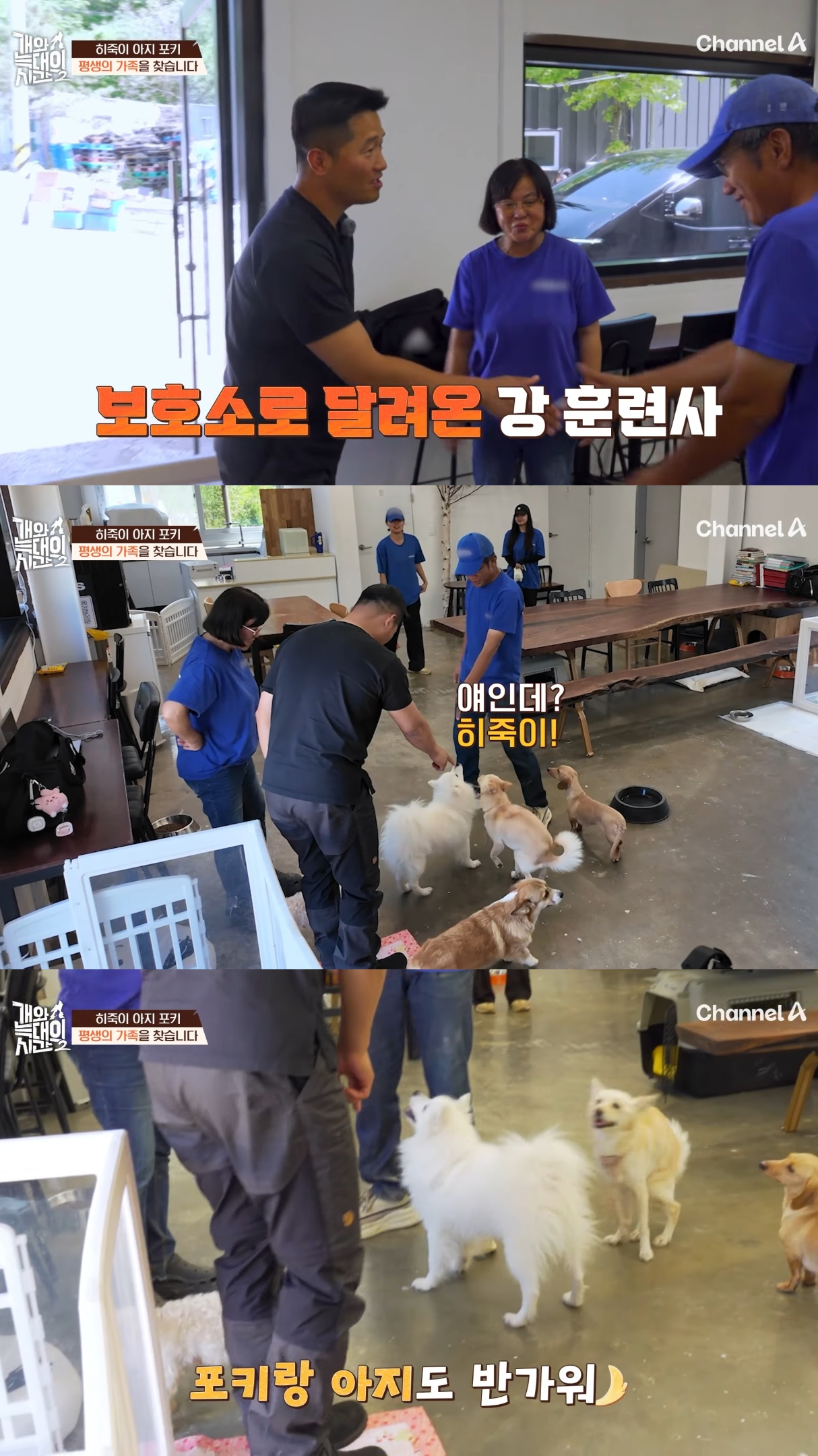 음식물-쓰레기,-고양이똥,-화장실-물을-먹는-반려견들.jpg-49-이미지