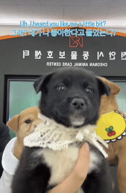 귀여워서-난리난-입양-홍보-영상-ver.2-1-이미지