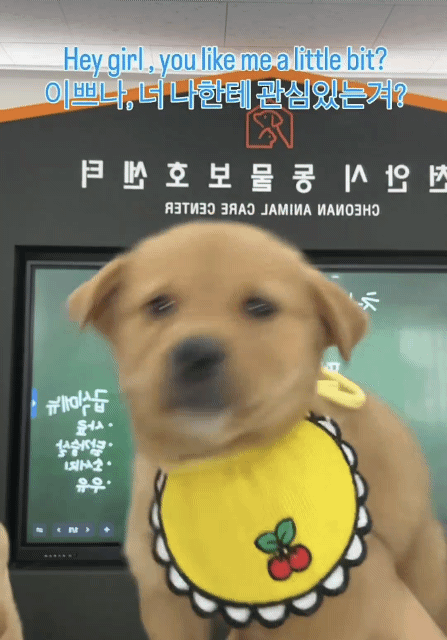 귀여워서-난리난-입양-홍보-영상-ver.2-0-이미지