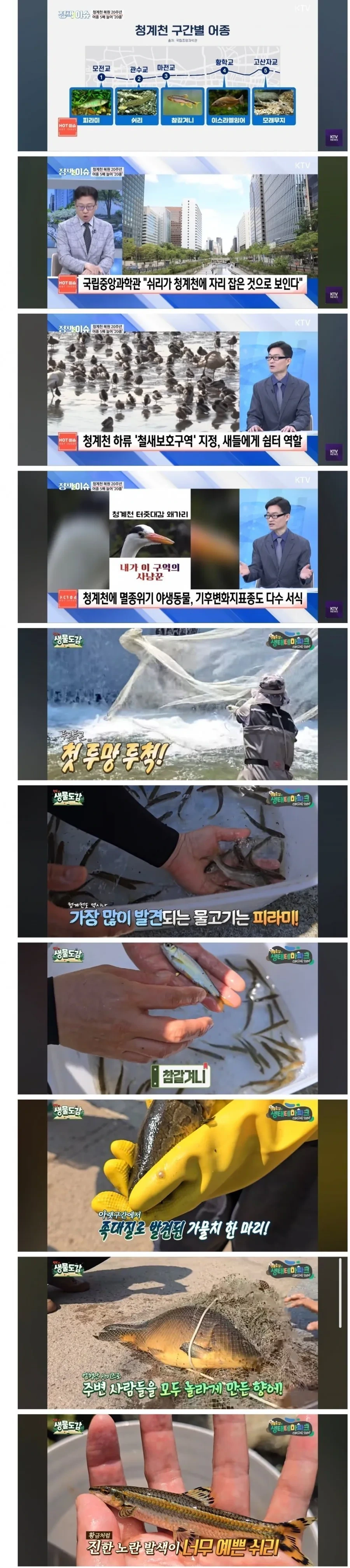 서울-청계천-생태계-근황-ㄷㄷㄷ-1-이미지